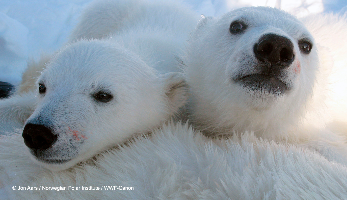 Why polar bear conservation needs more collaborative action