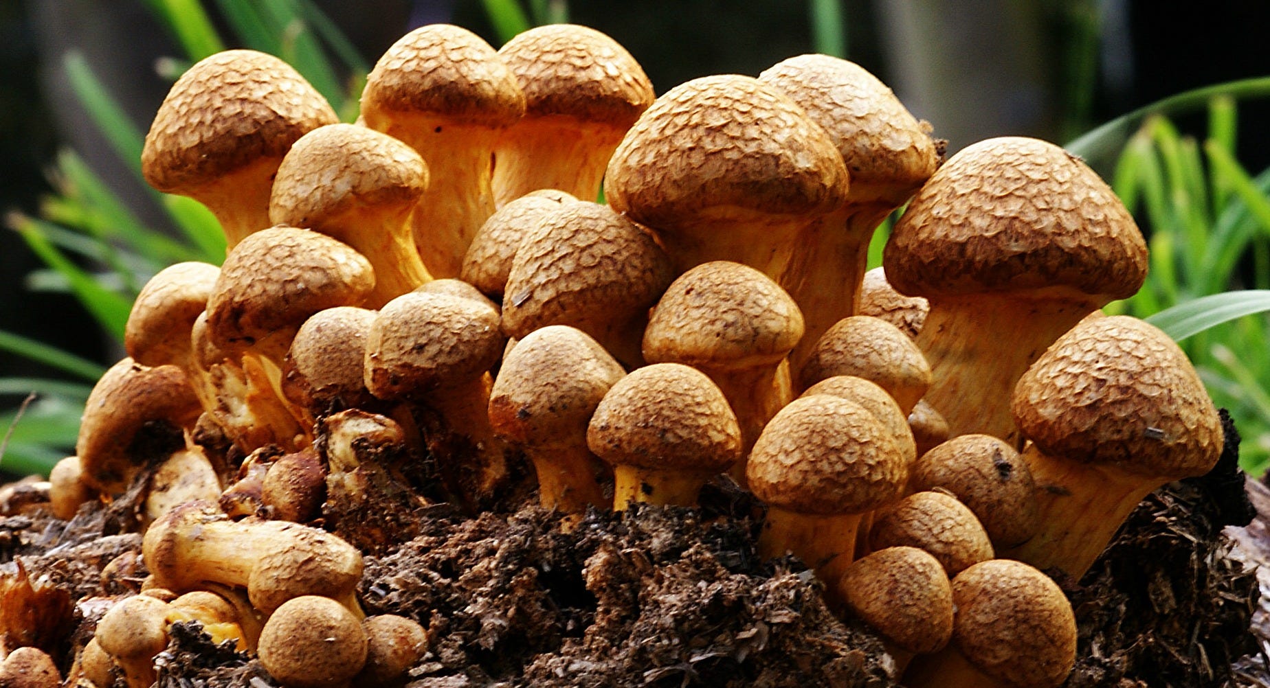 mushrooms ile ilgili görsel sonucu