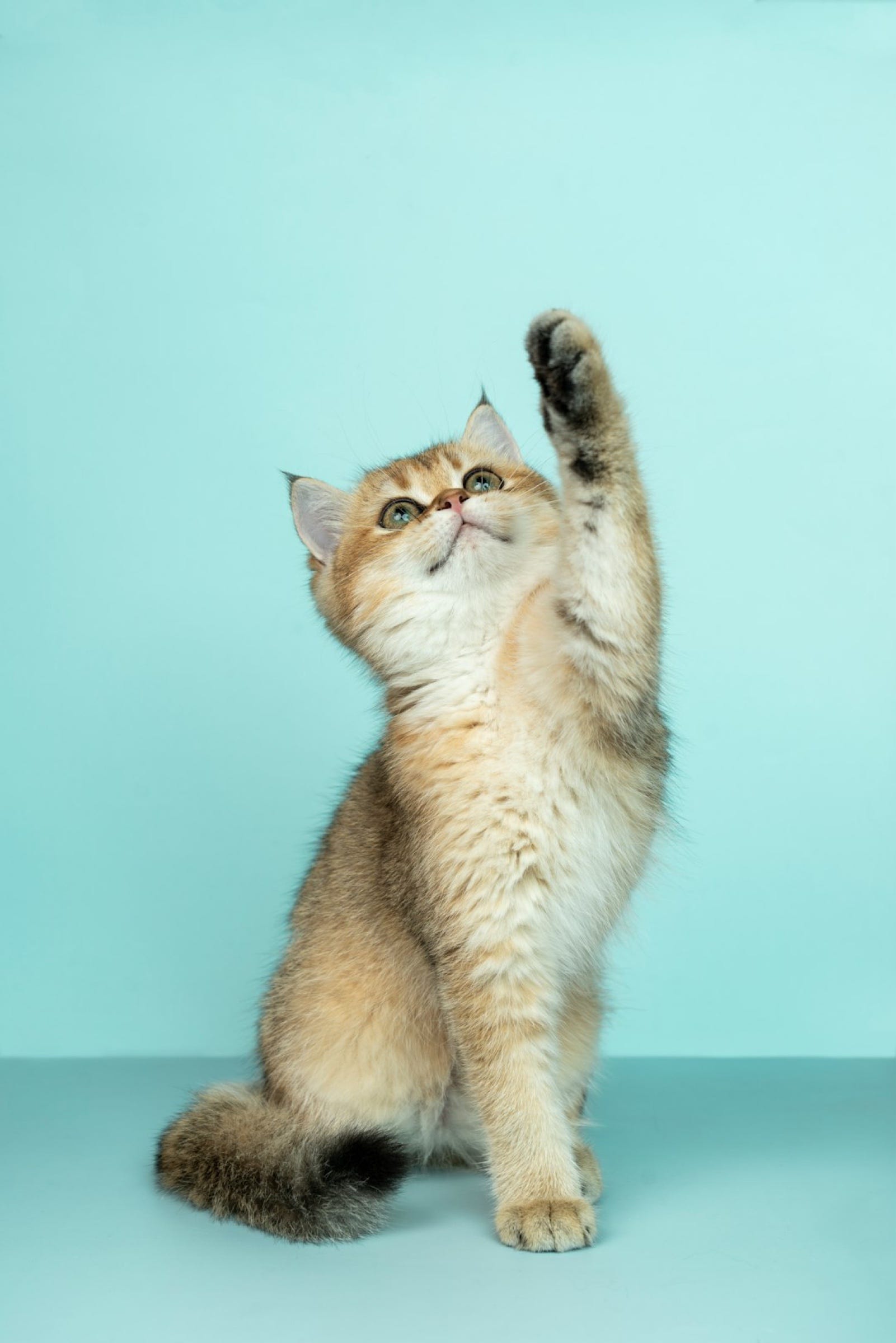 240. Calculate Pet Shop Hit Rate: Probability of Selecting a Cell with a Pet (Java)