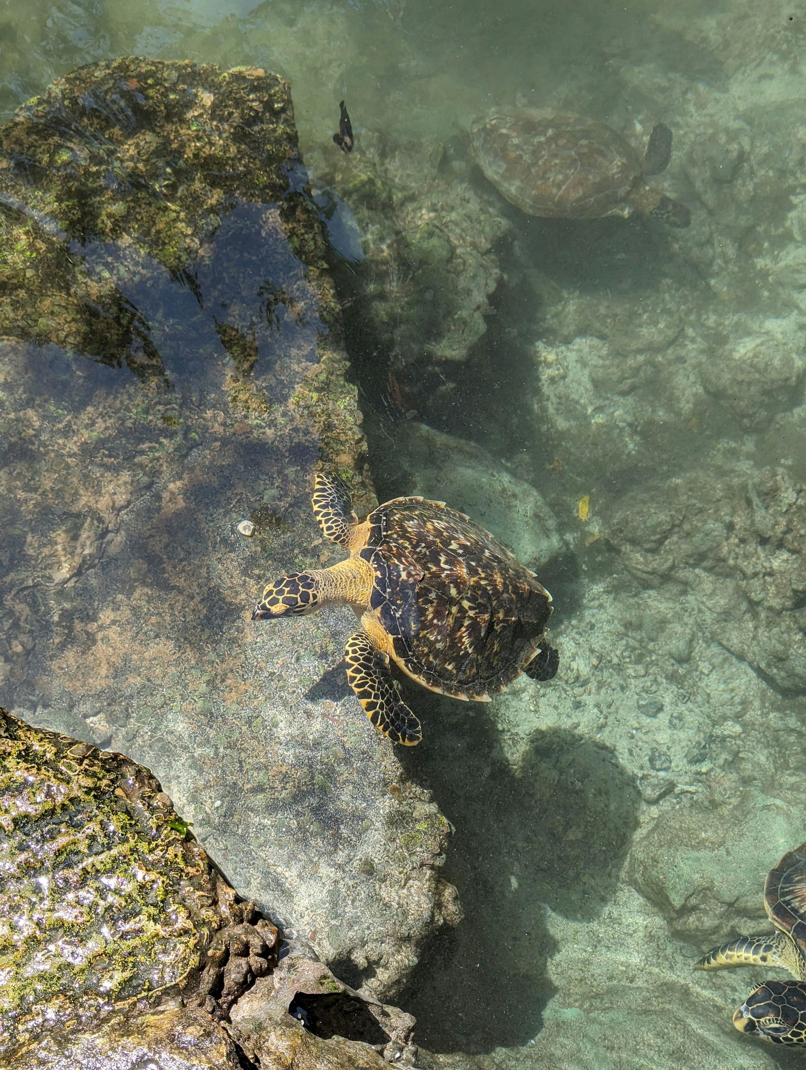 Exploring Zanzibar Wildlife: An Unforgettable Journey with PAG Safaris