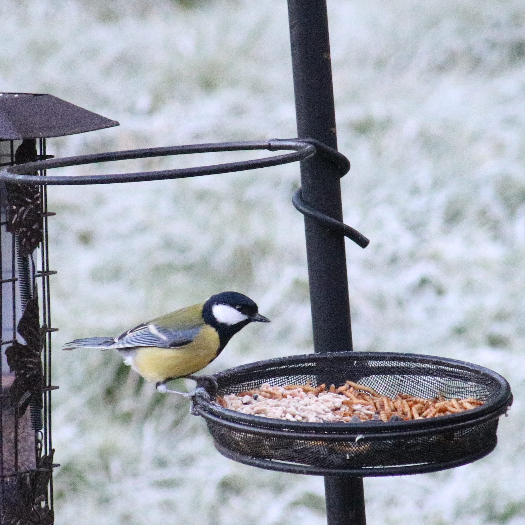 How to choose the right Bird Feeder Garden Crowd Medium