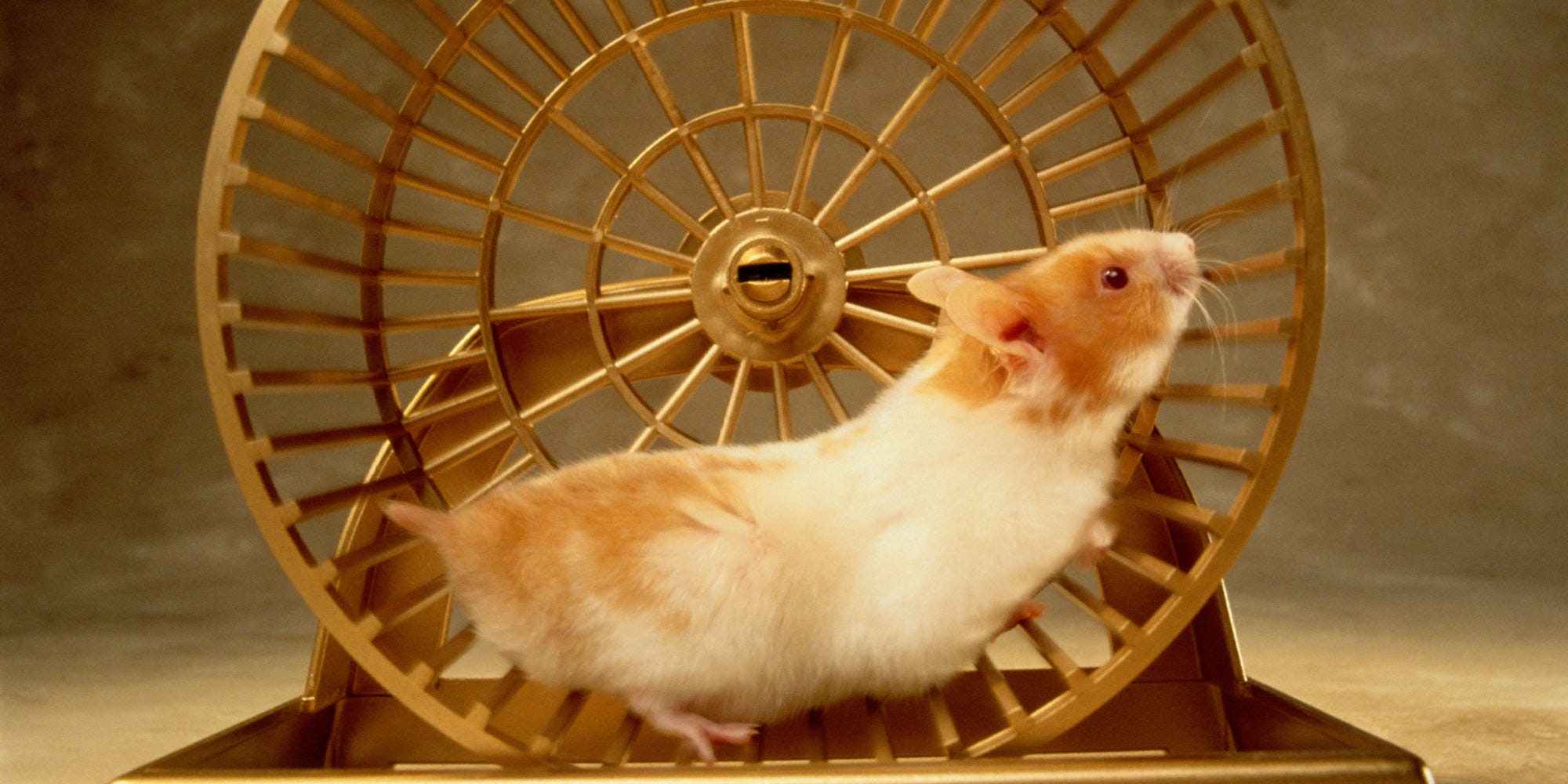 Image result for hamster wheel