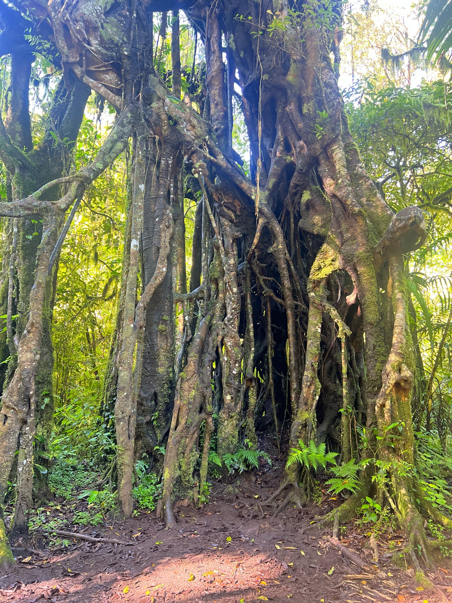 Jour 5 – Entre forêt sacrée, lac mystique et saveurs locales