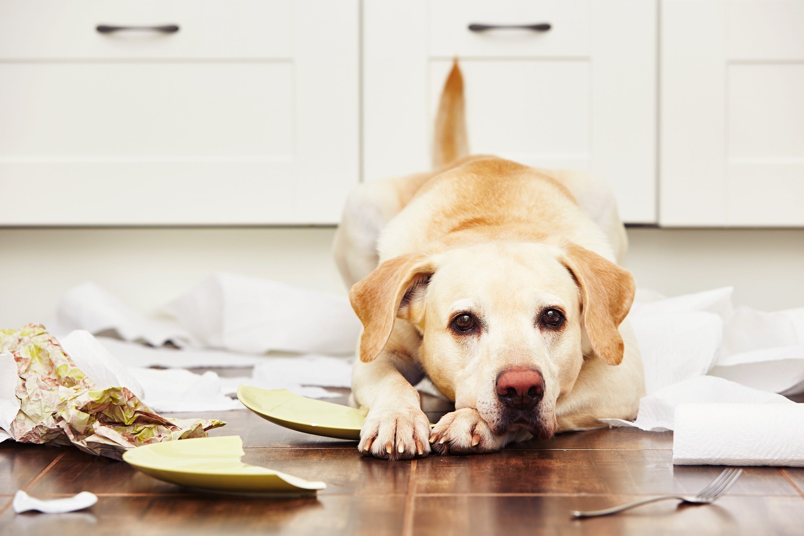 Home alone 7 tips for keeping your dog happy on its own