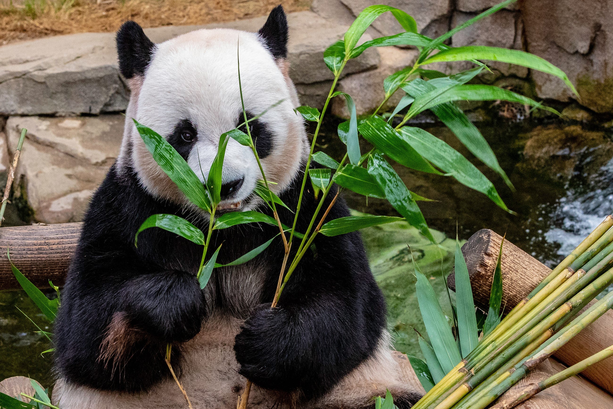 5-advanced-features-of-pandas-and-how-to-use-them-free-online-courses