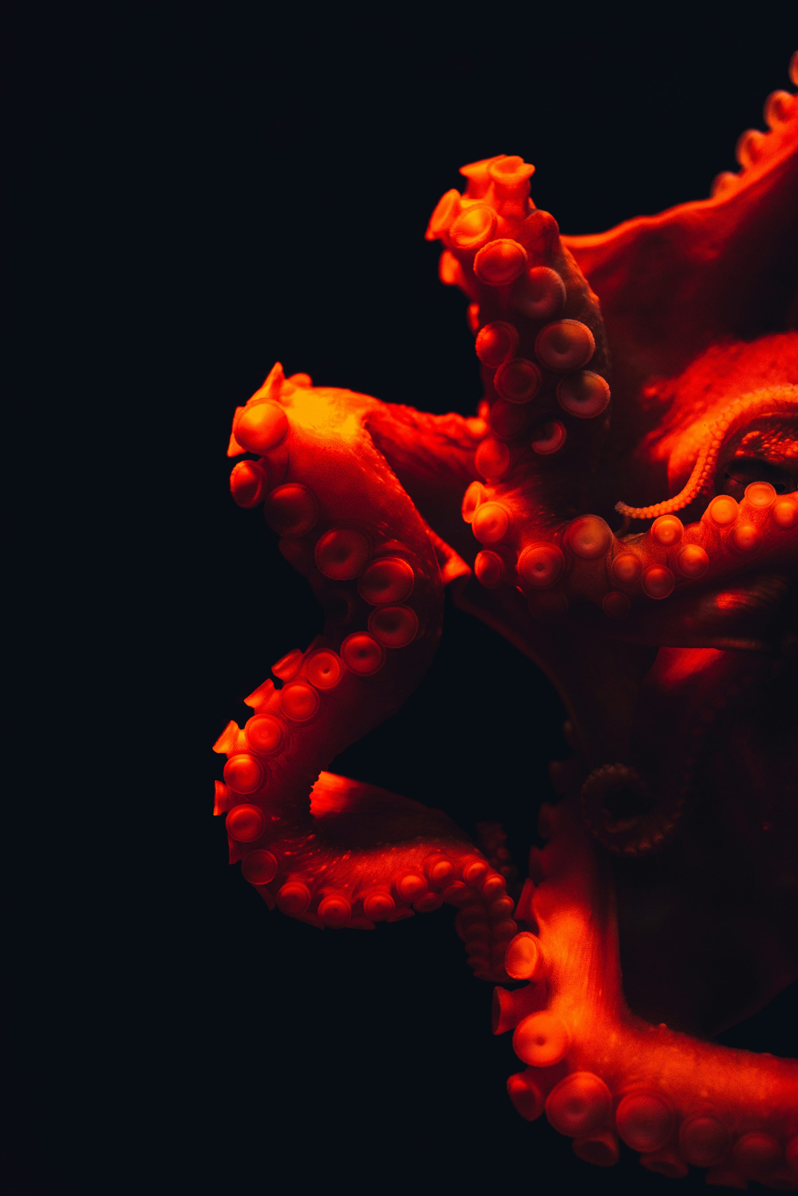 Did You Know Octopuses Have Three Hearts?