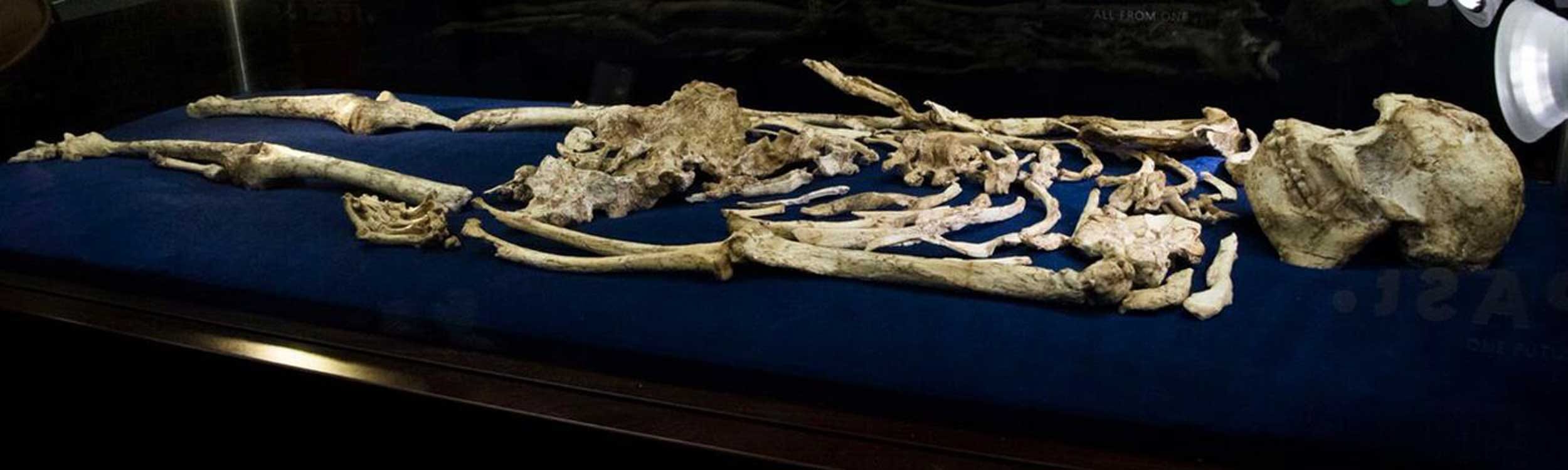 Will The “most Complete Skeleton Ever” Transform Human Origins?