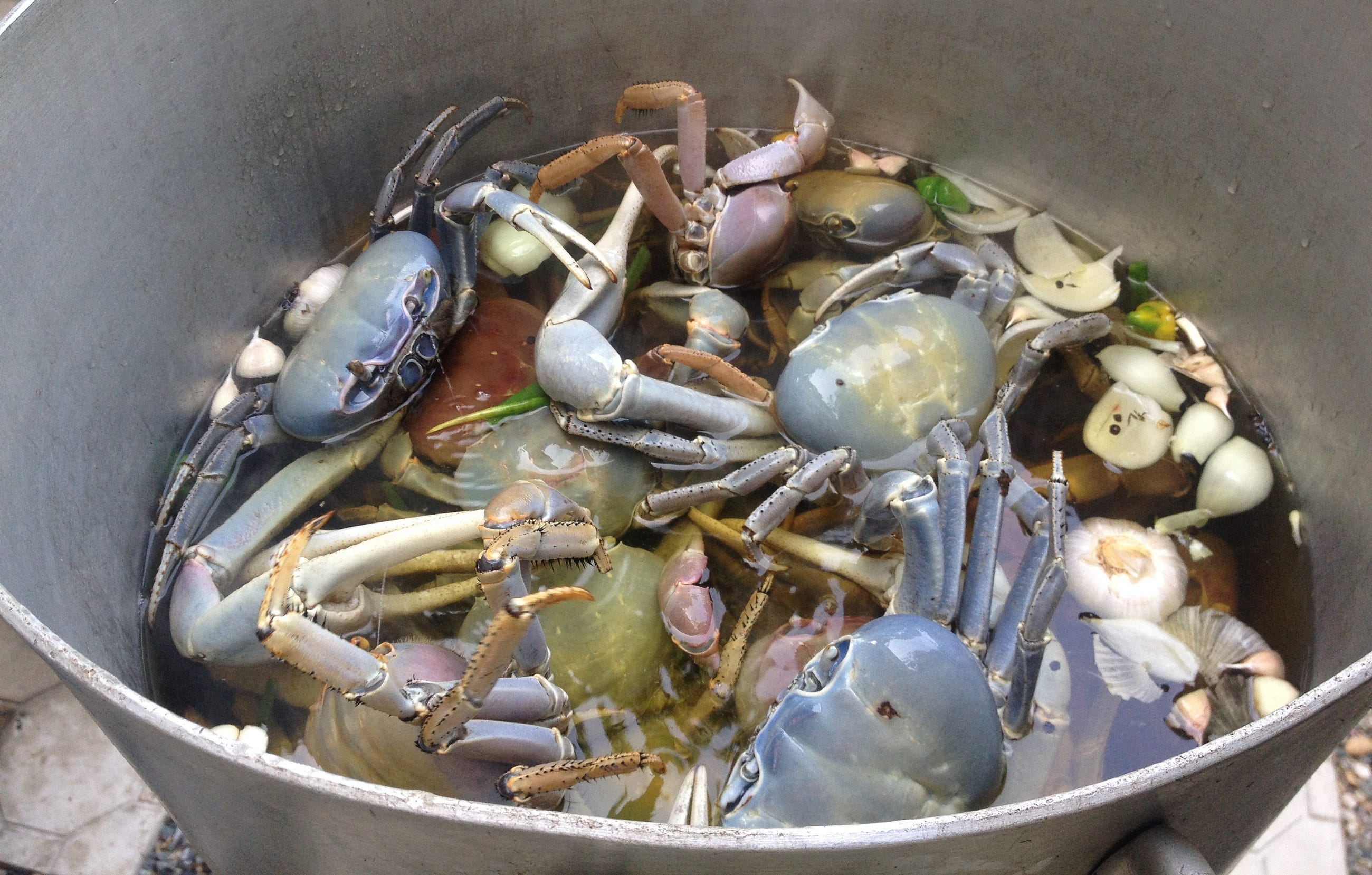 Jamaican Food Stories Hunting land crabs in Jamaica