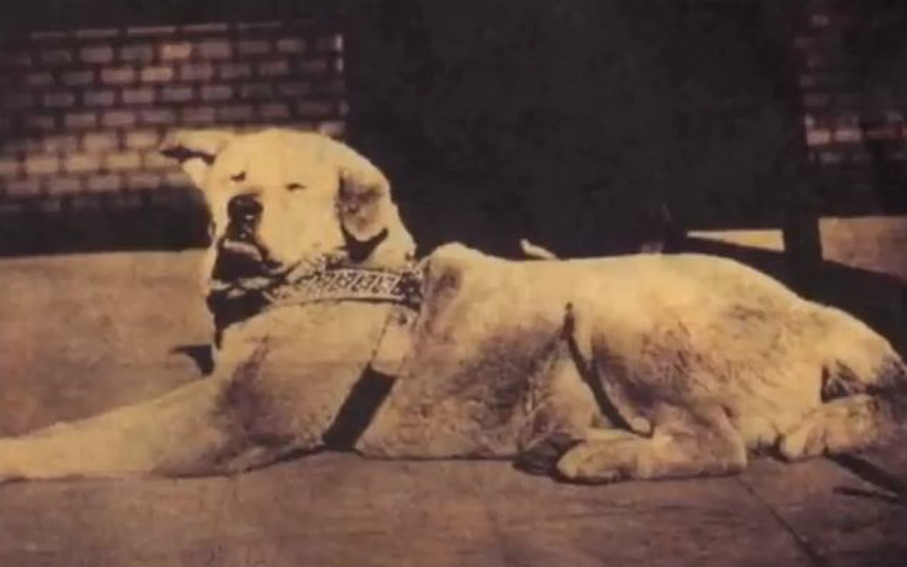 Interesting Histories: Hachikō - The Most Loyal Dog