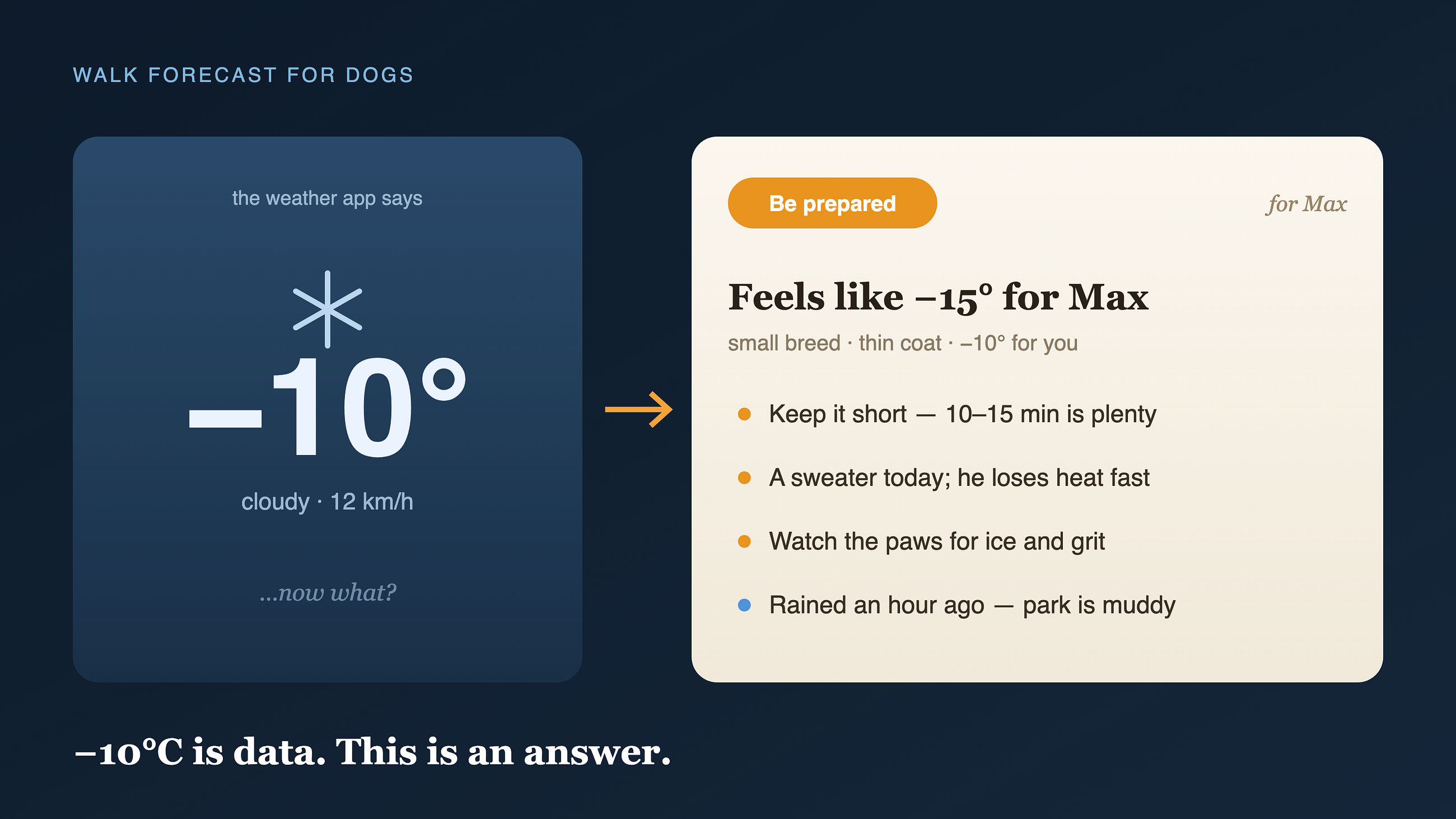 −10°C Means Nothing to Your Dog