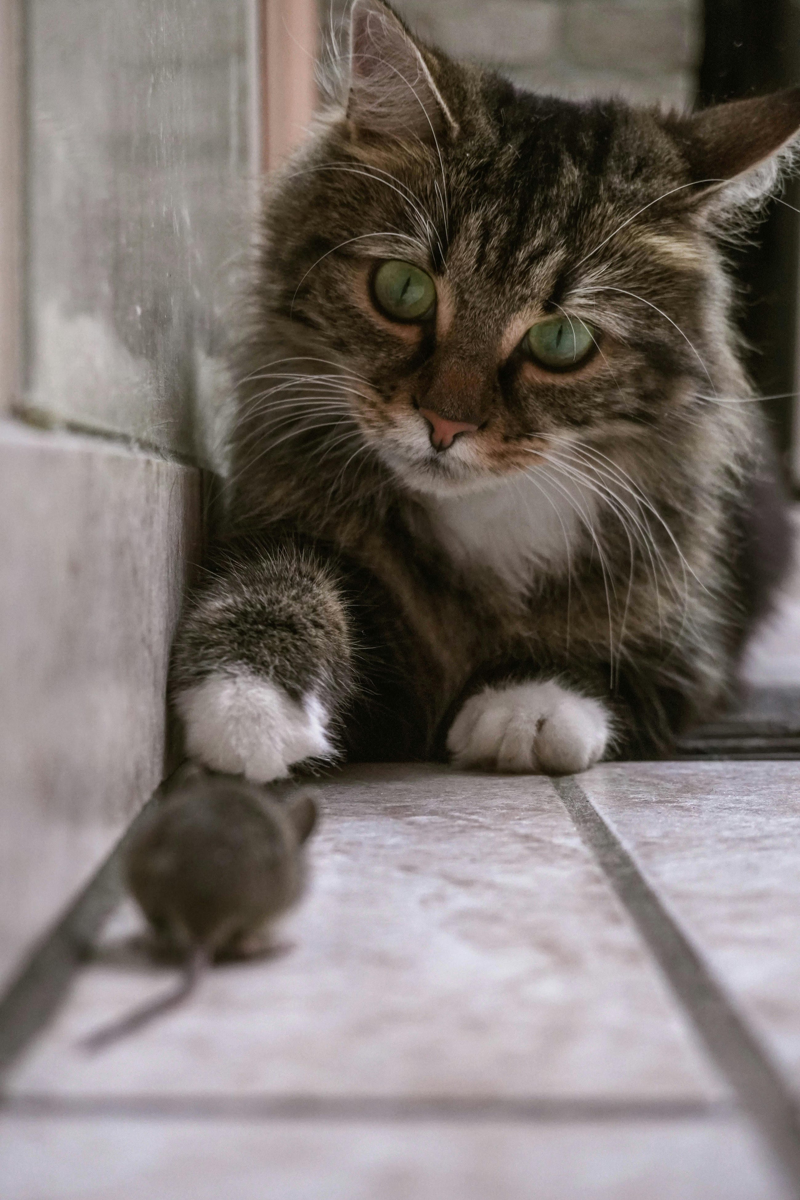 The Real Reason… Cats Chase Mice