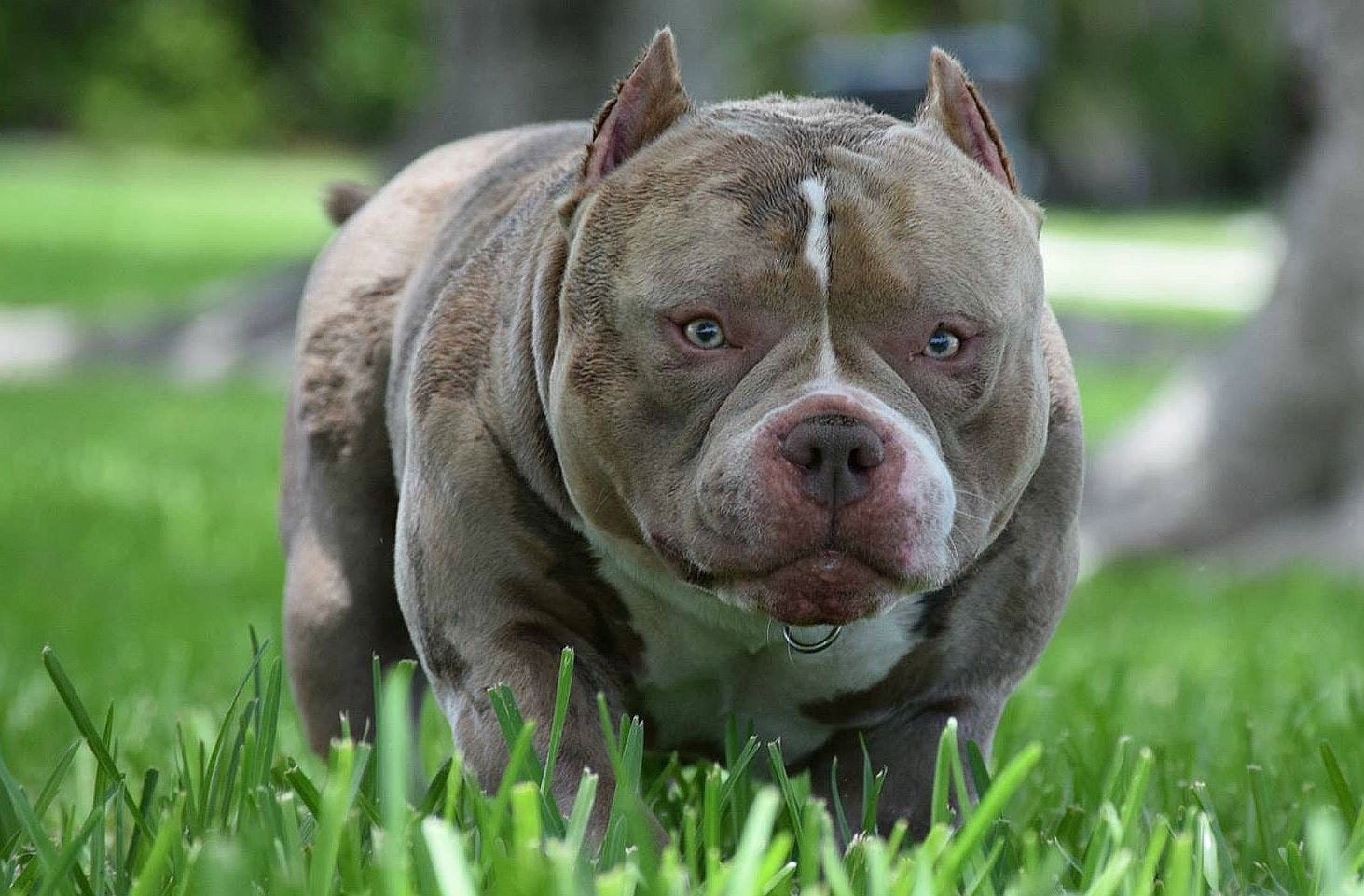 american bully extreme price