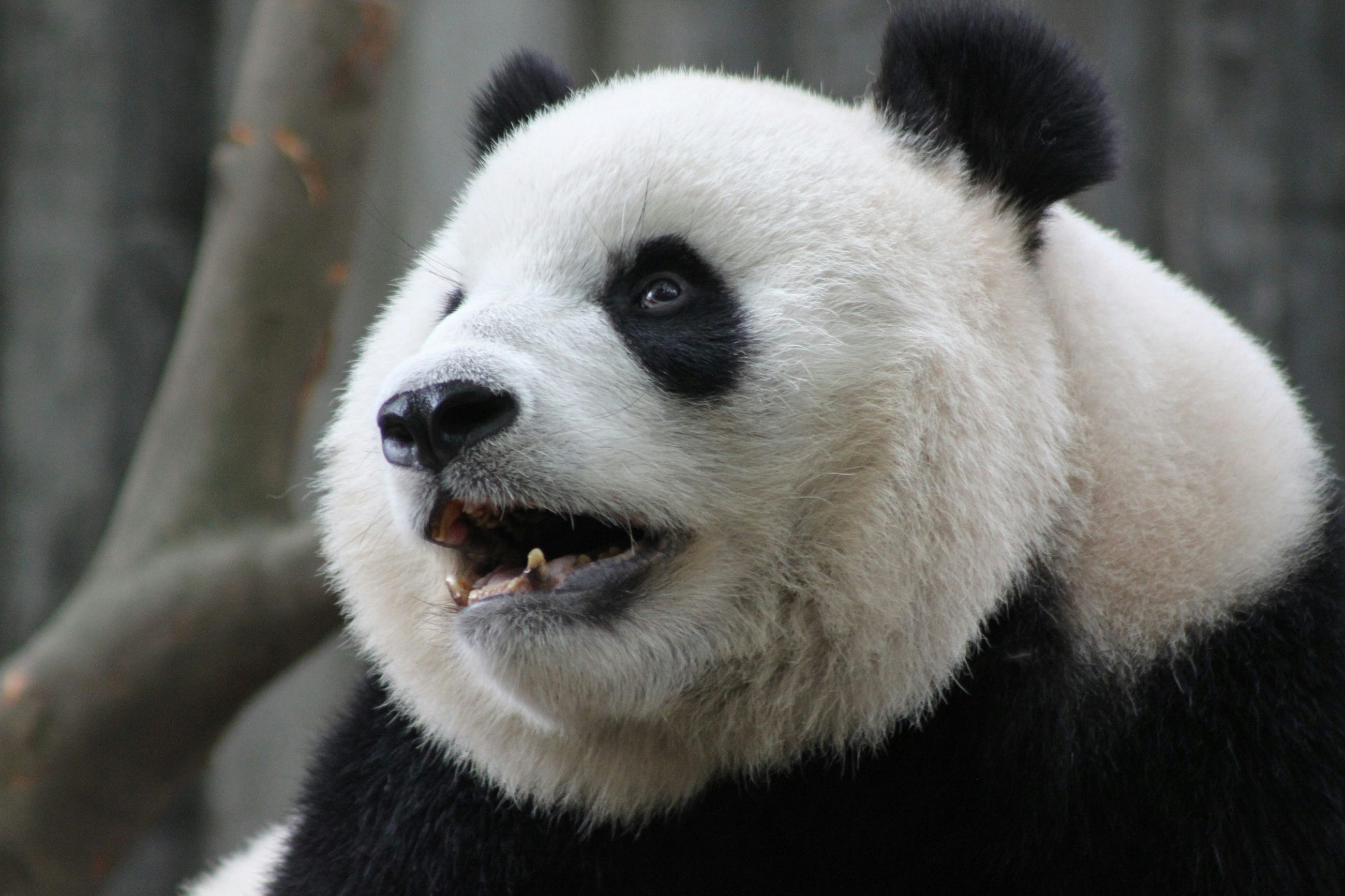 Removing Rows and Columns from Pandas DataFrames