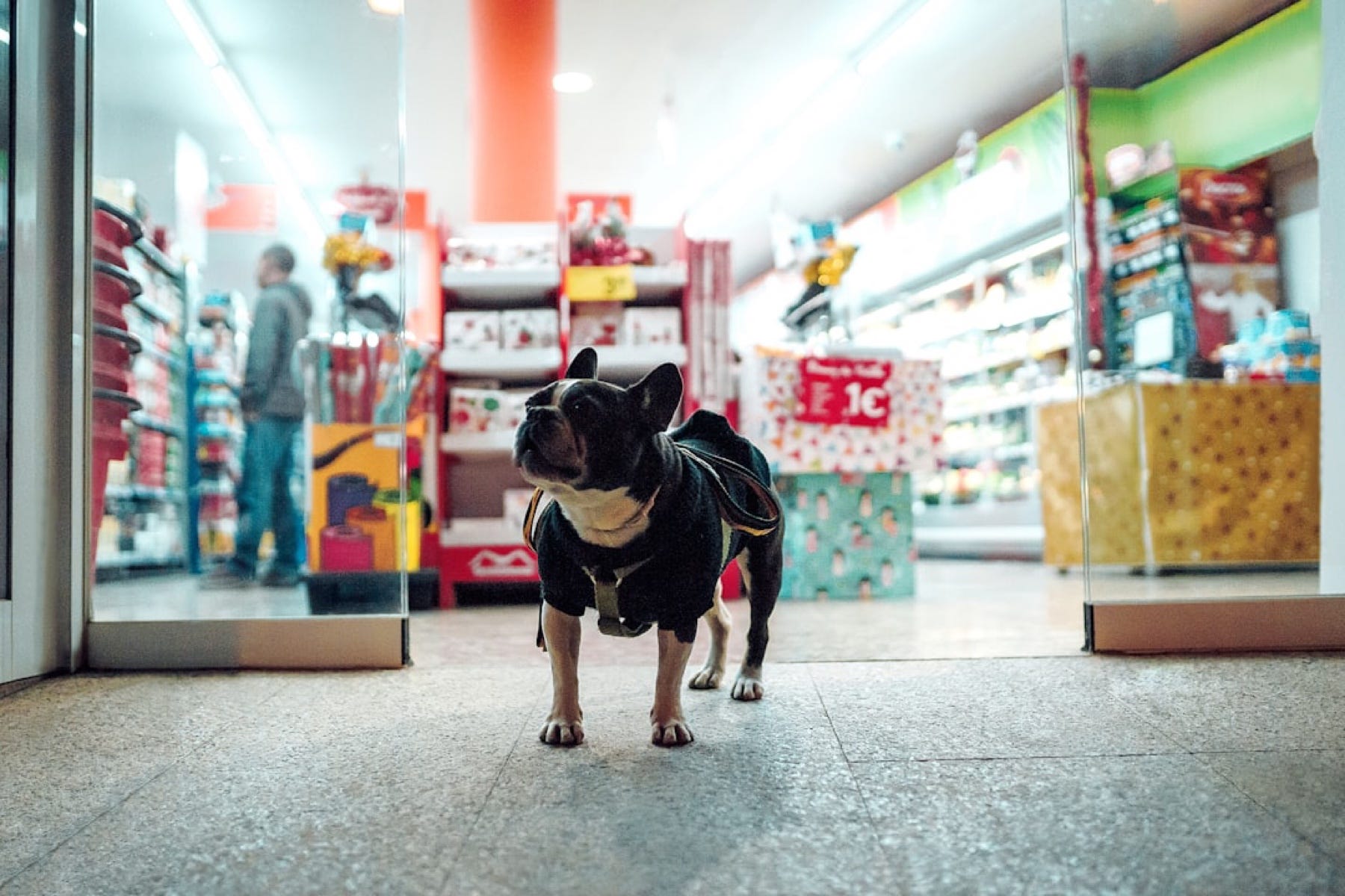 242. Tracking Pet Data with 2D Arrays in Java — Part 2