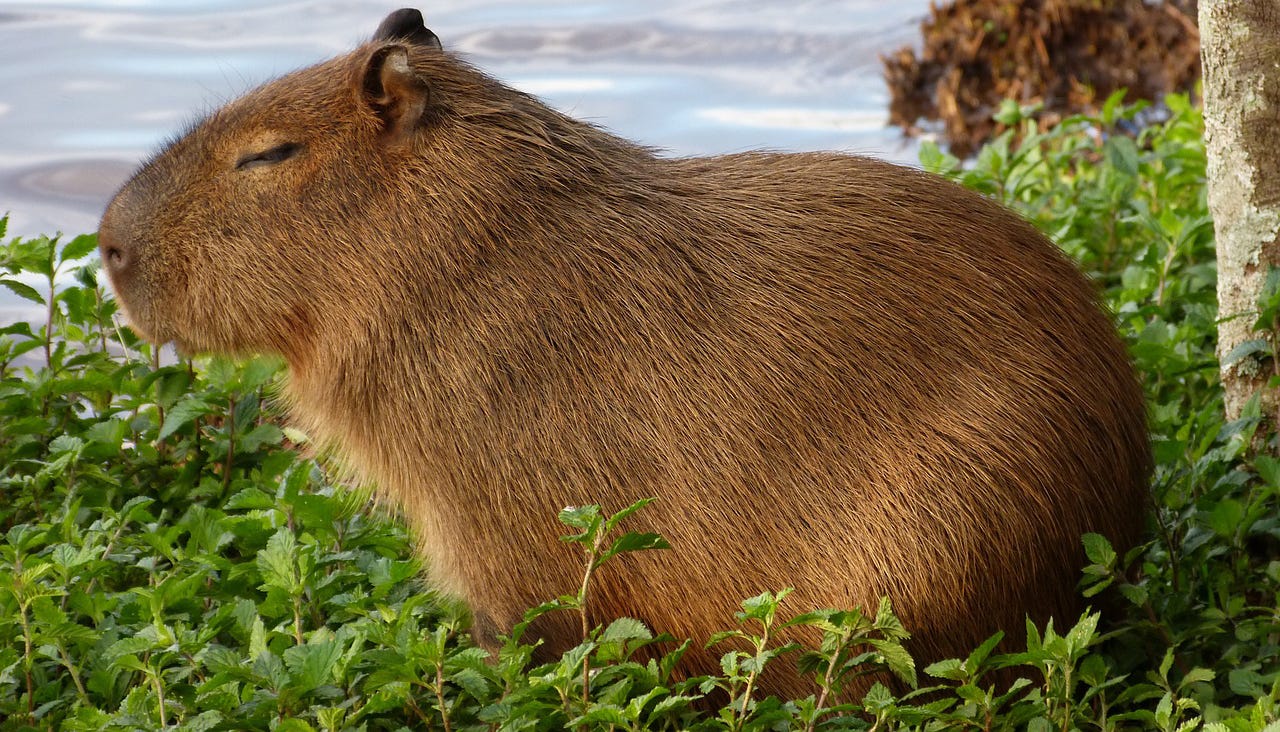 There Is A Brazilian Doctor Trying To Give Us A Capybara Emoji