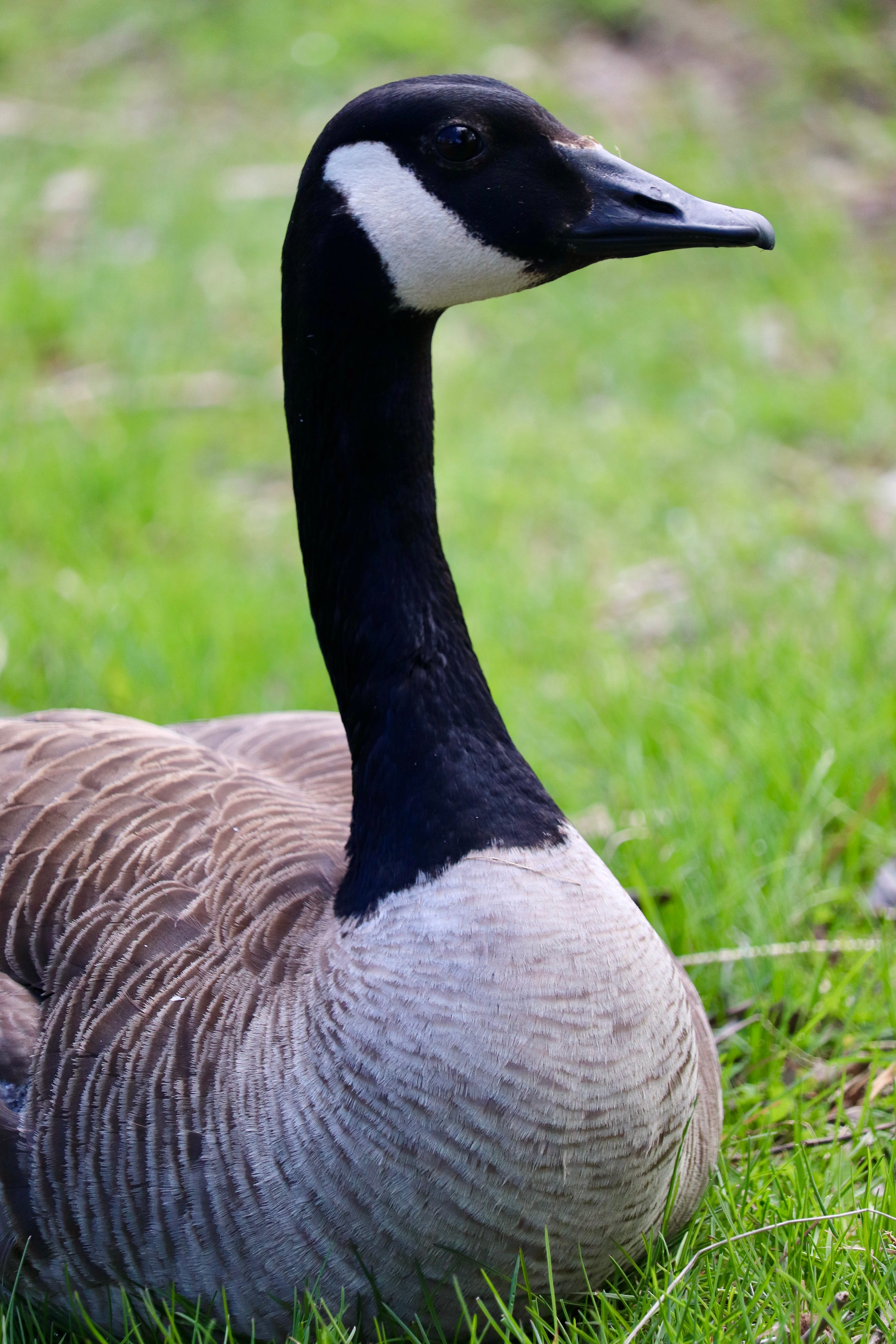 When Did Canada Geese Become Cobra Chickens?