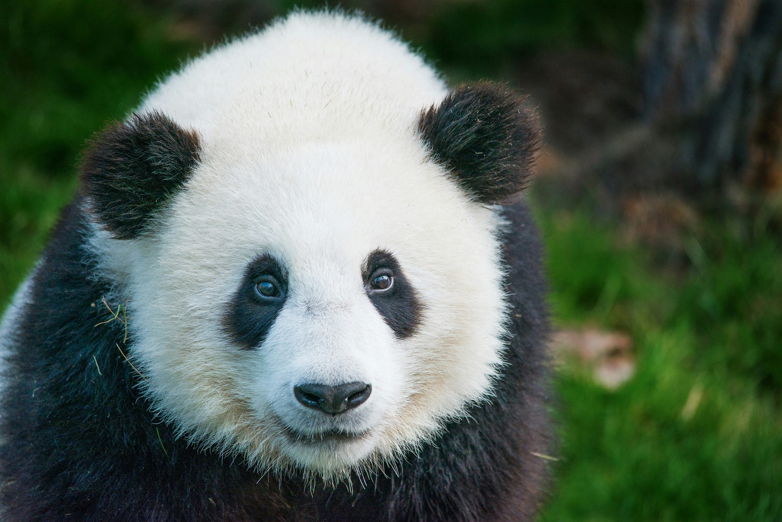 Renaming Column and Index Labels in Pandas DataFrames