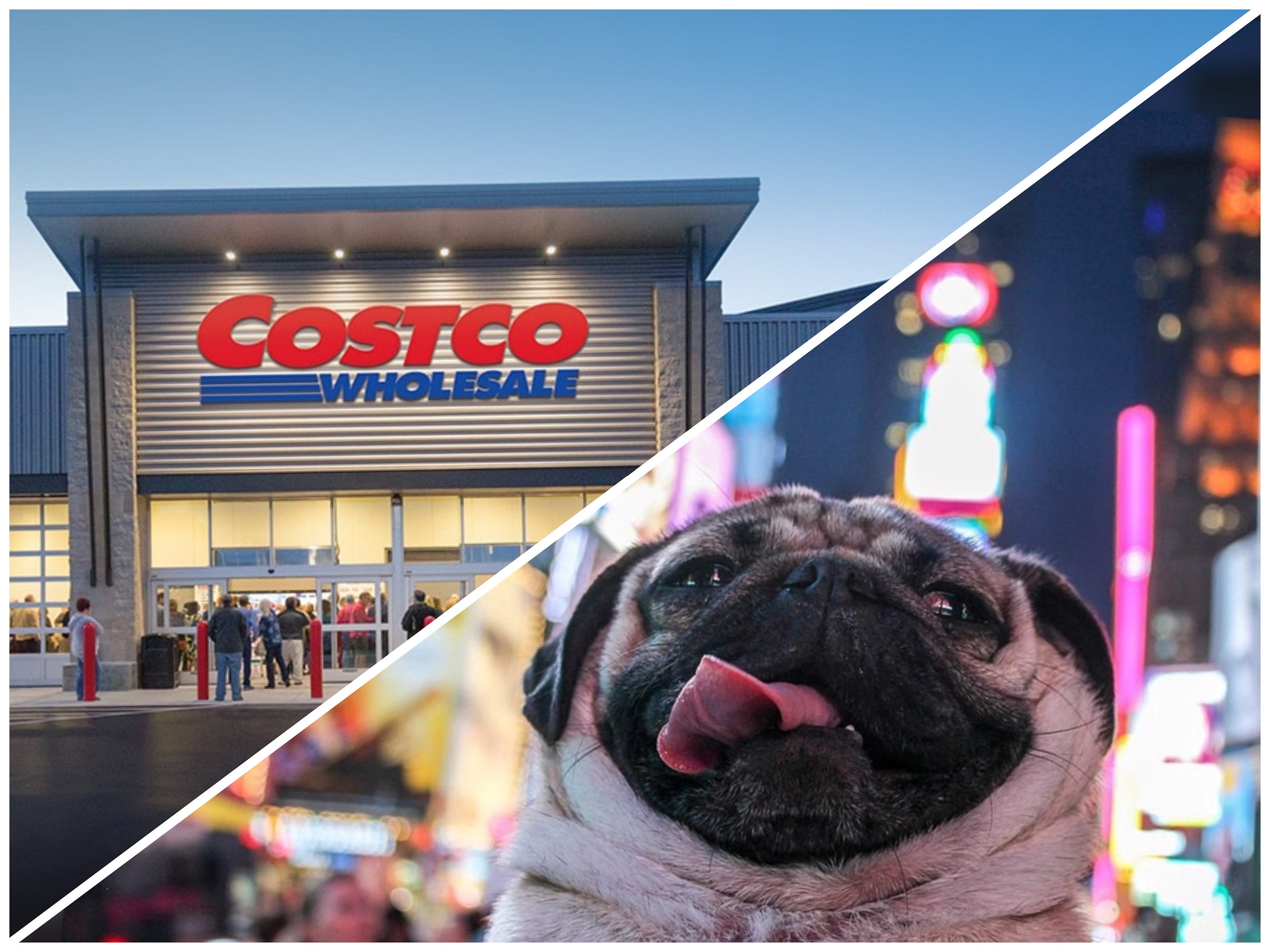 Costco Should Partner With Doug the Pug, Here’s Why!