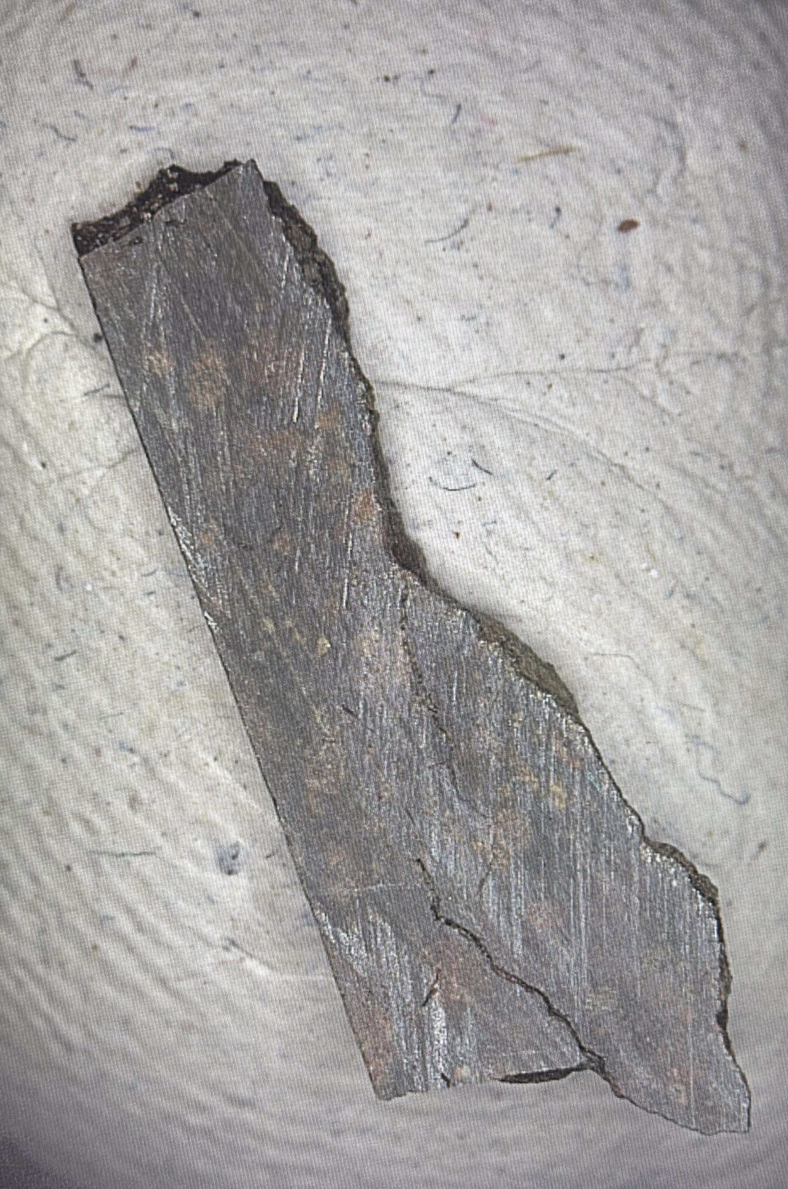 A Fragment from the Beginning of the Solar System: Examining a Carbona A Fragment from the Beginning of the Solar System: Examining a Carbona