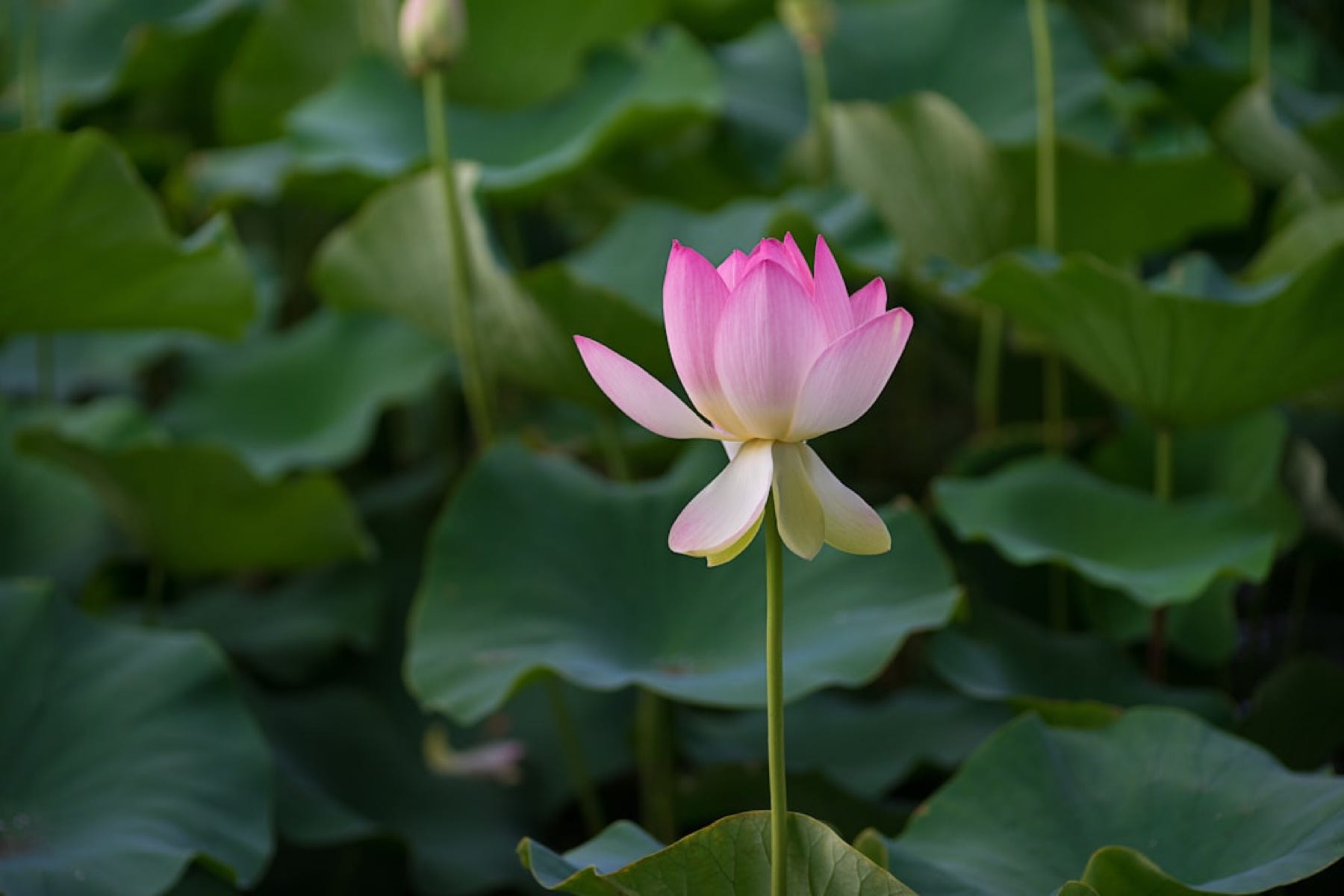Echoes of the Lotus Pond | 詩歌｜荷塘
