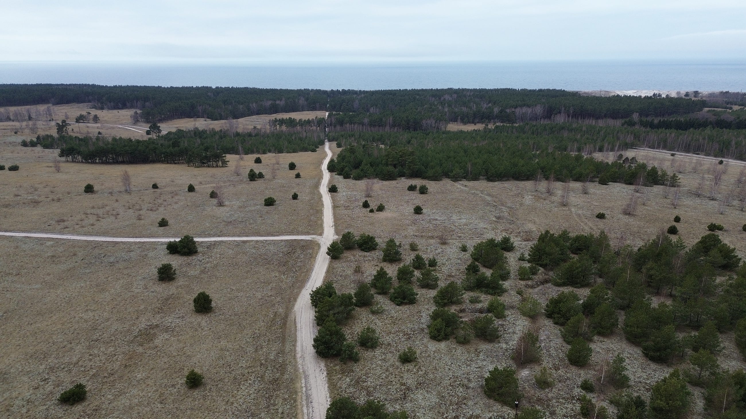 Remote Sensing on Medium - I stood on dead sand… and saw a forest being born
