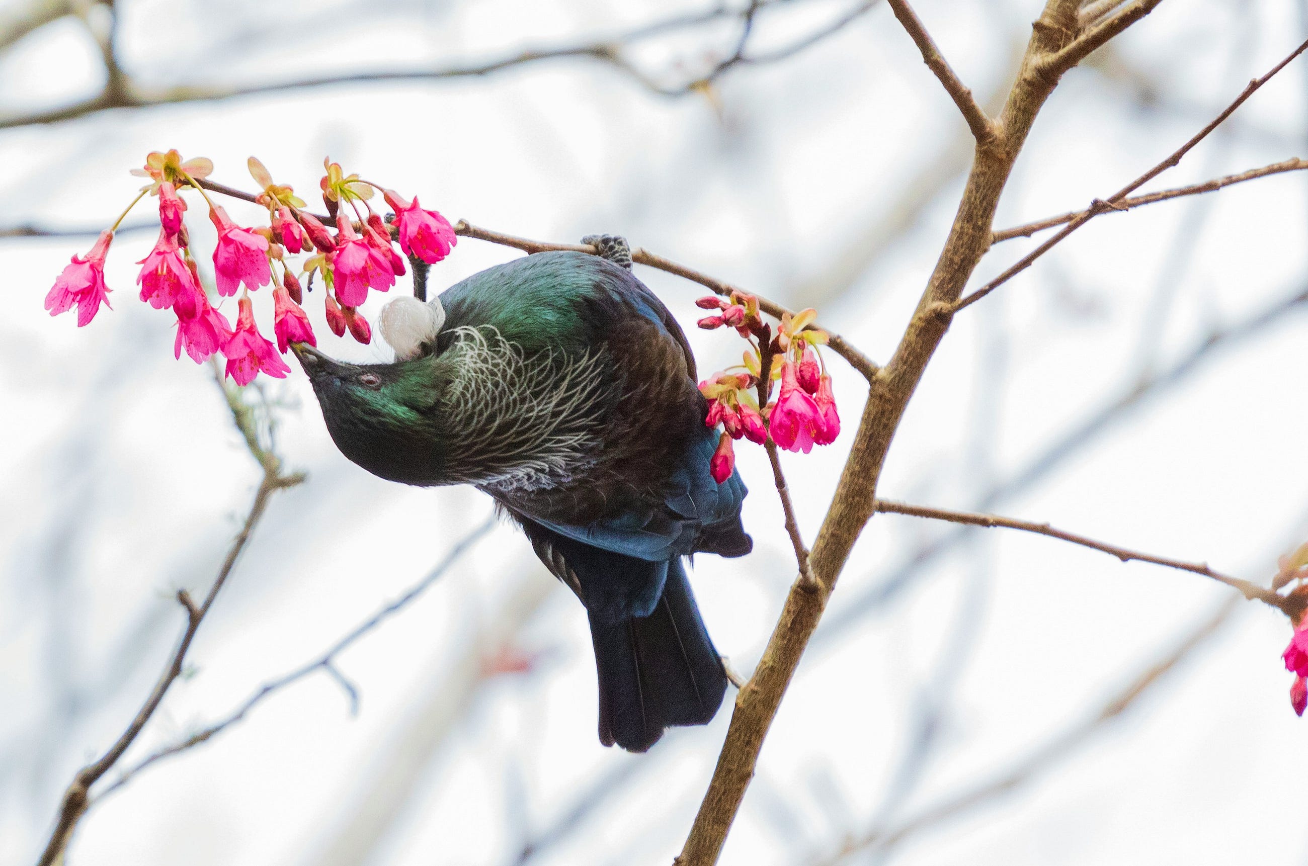 Project TūīNet: Tools for Native Wildlife Conservation