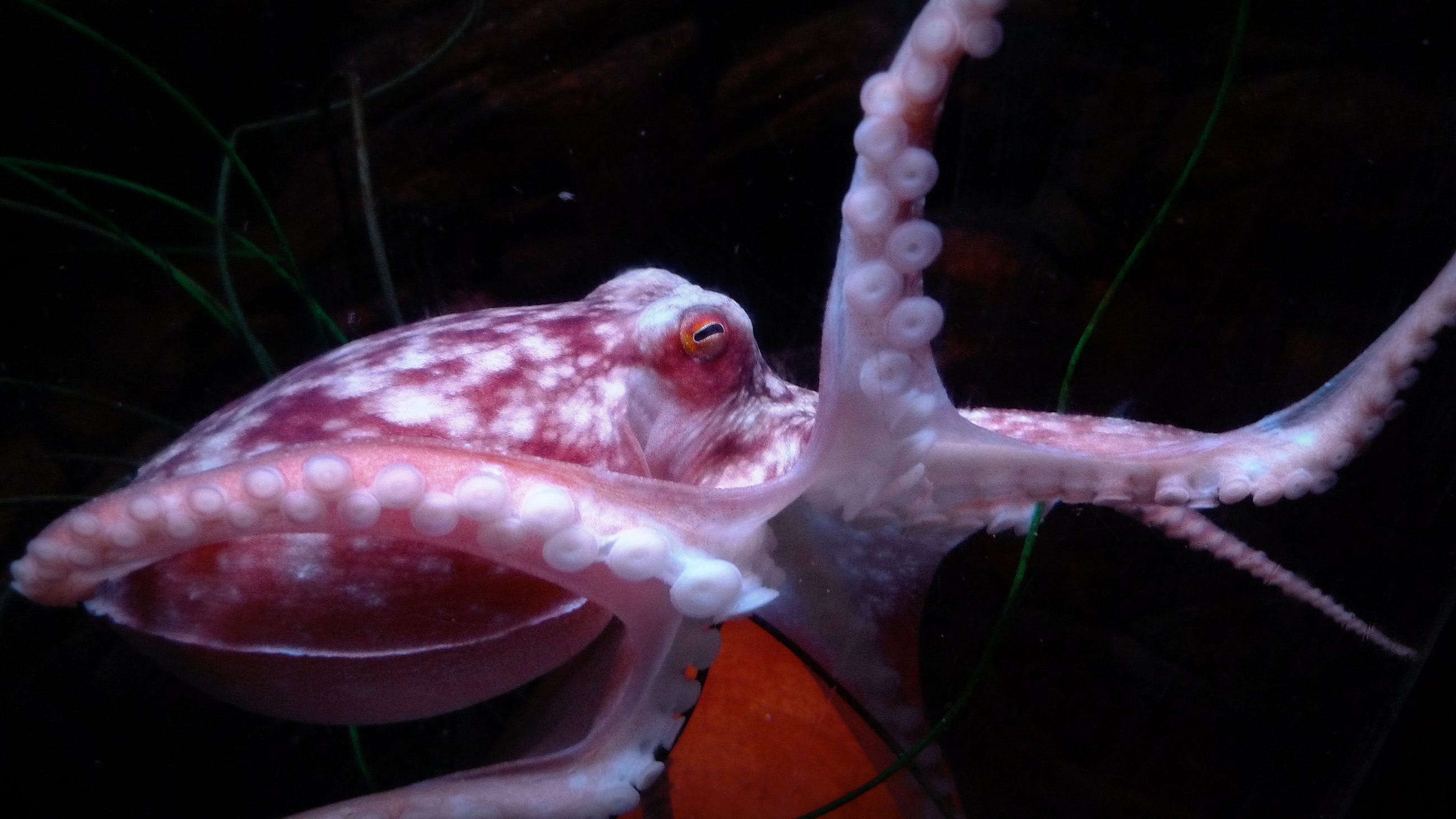 octopus sentience octopus sentience