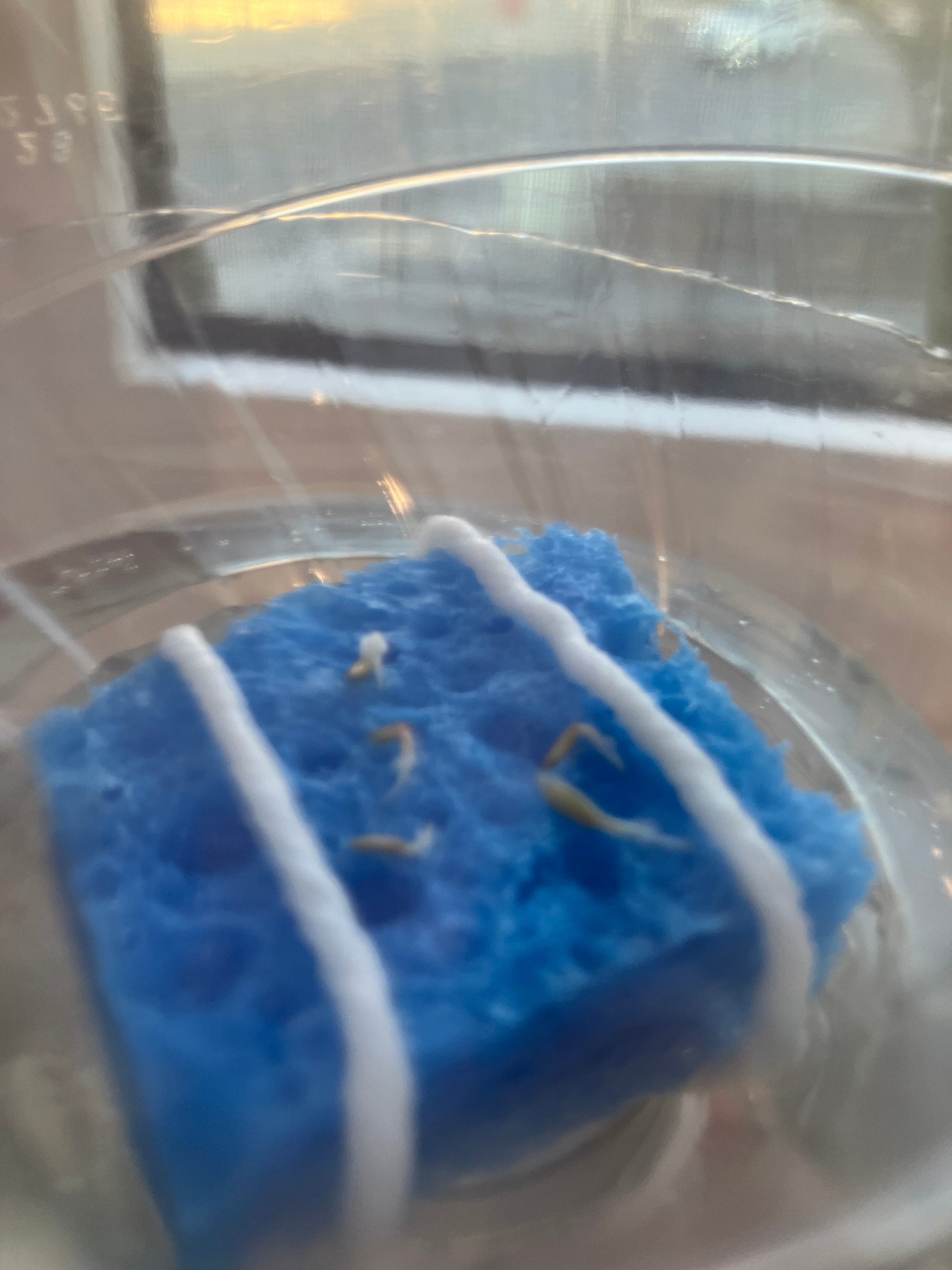 How I Grew a Plant Using Just Water How I Grew a Plant Using Just Water