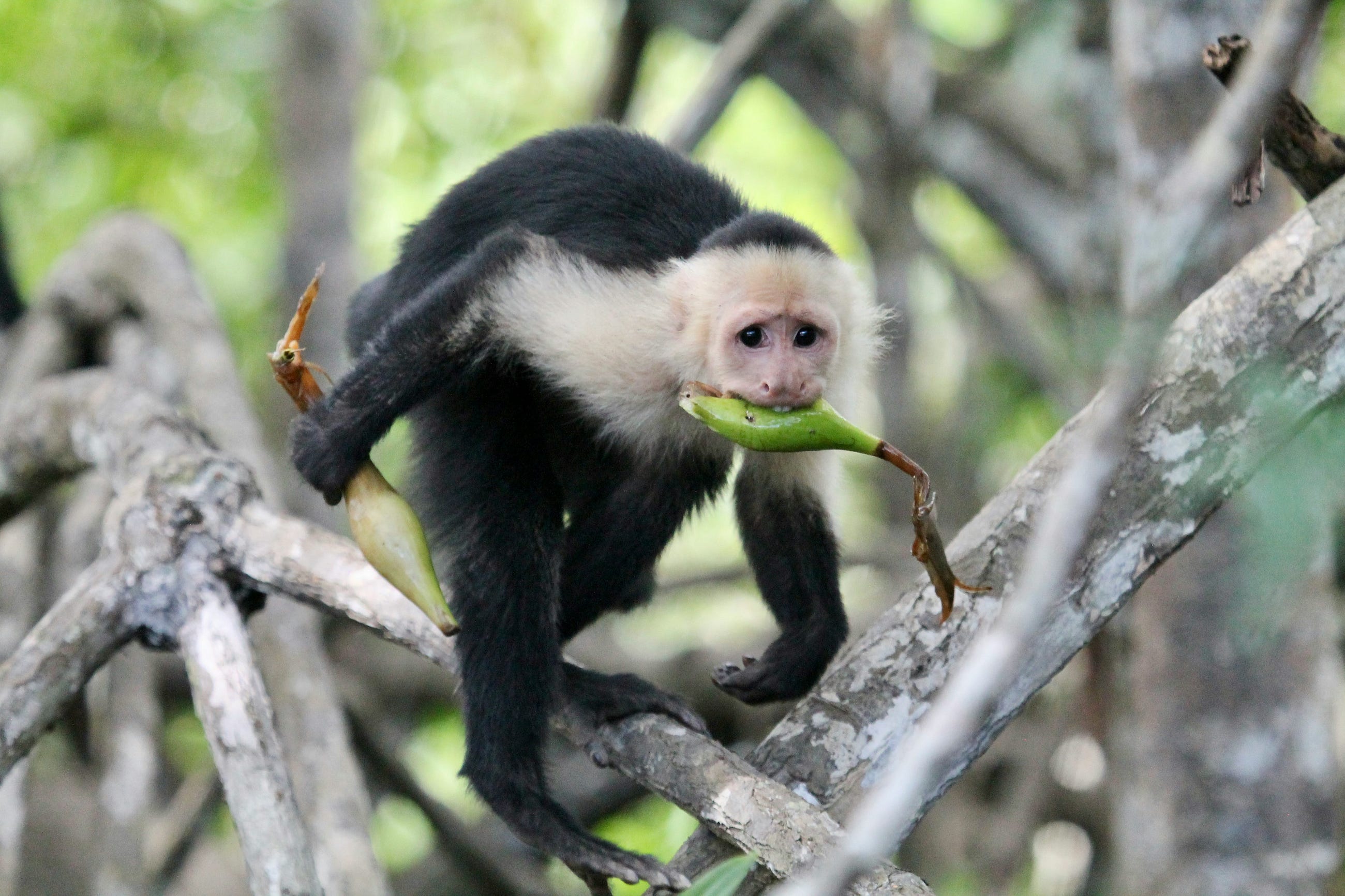 Leetcode 875 : Koko Eating Banana