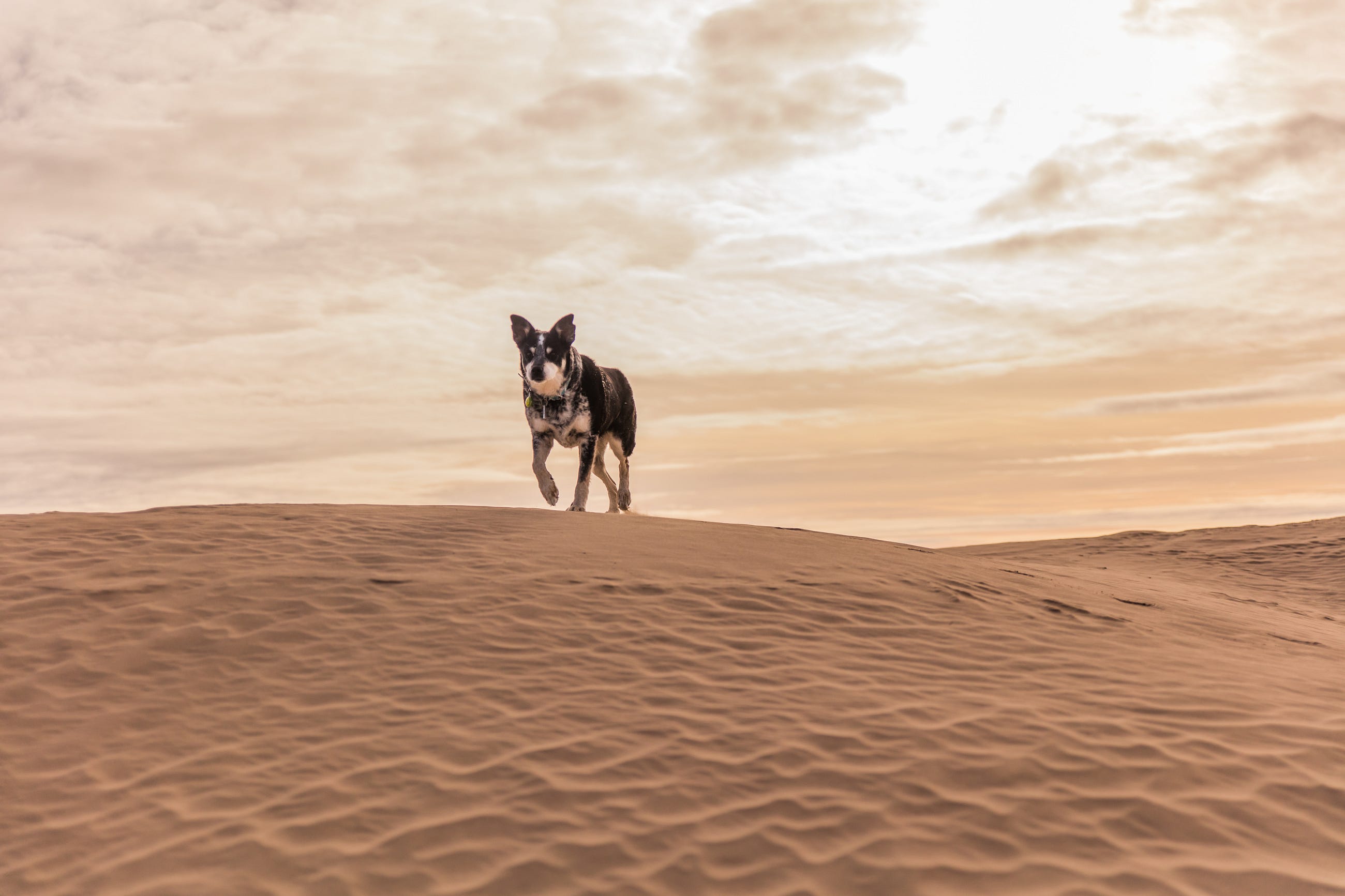 Ein Hund in der Wüste
