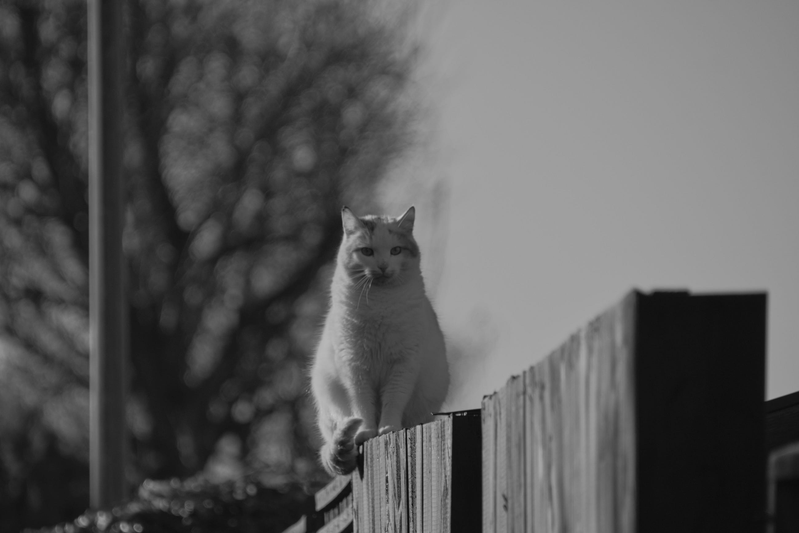 Hacking 303: Reverse Shelling into a Misconfigured Apache Tomcat Server over the Internet