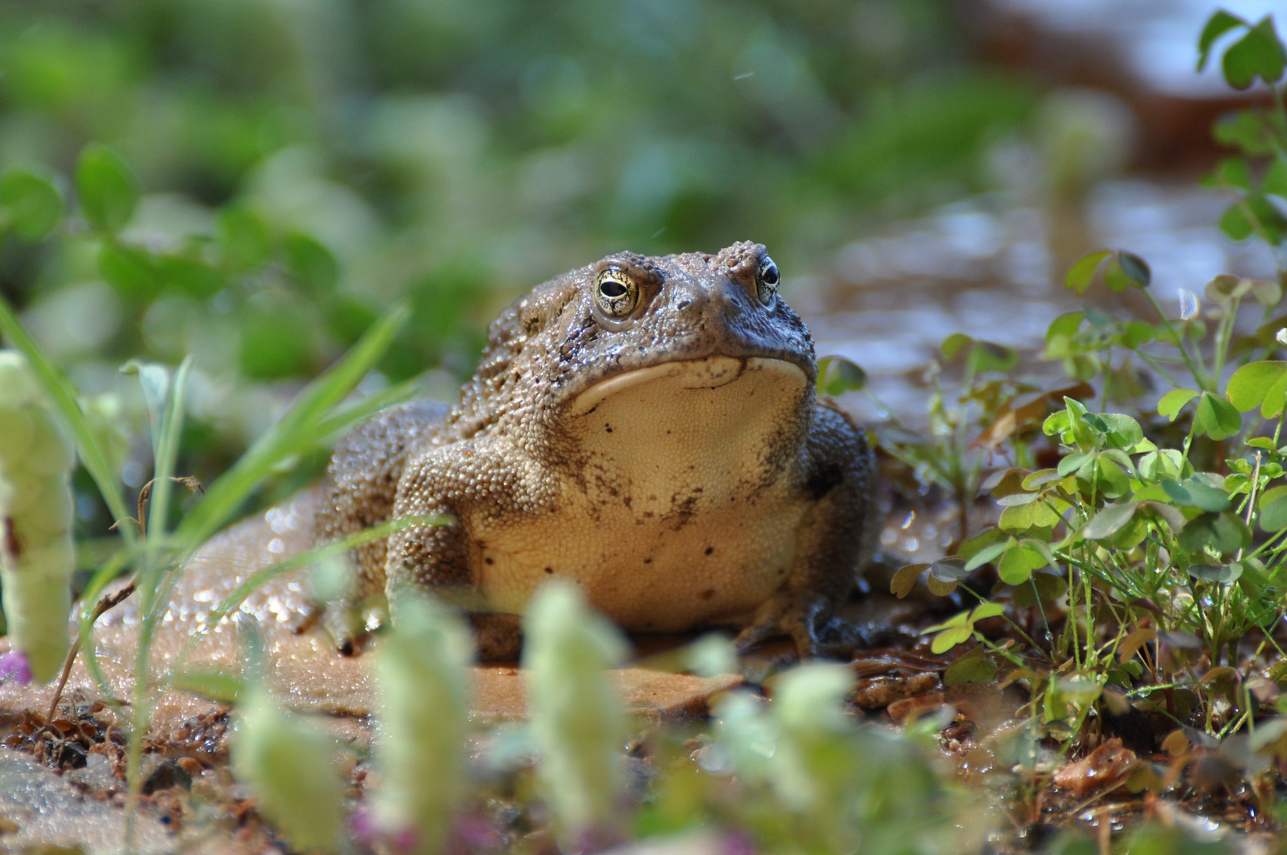 Marin Mikulic | Writer | Outdoorsman | Reader 1*l7XLhp0rCfOq9XmafDsTAA A big ugly frog that represents the hard decision in the text
