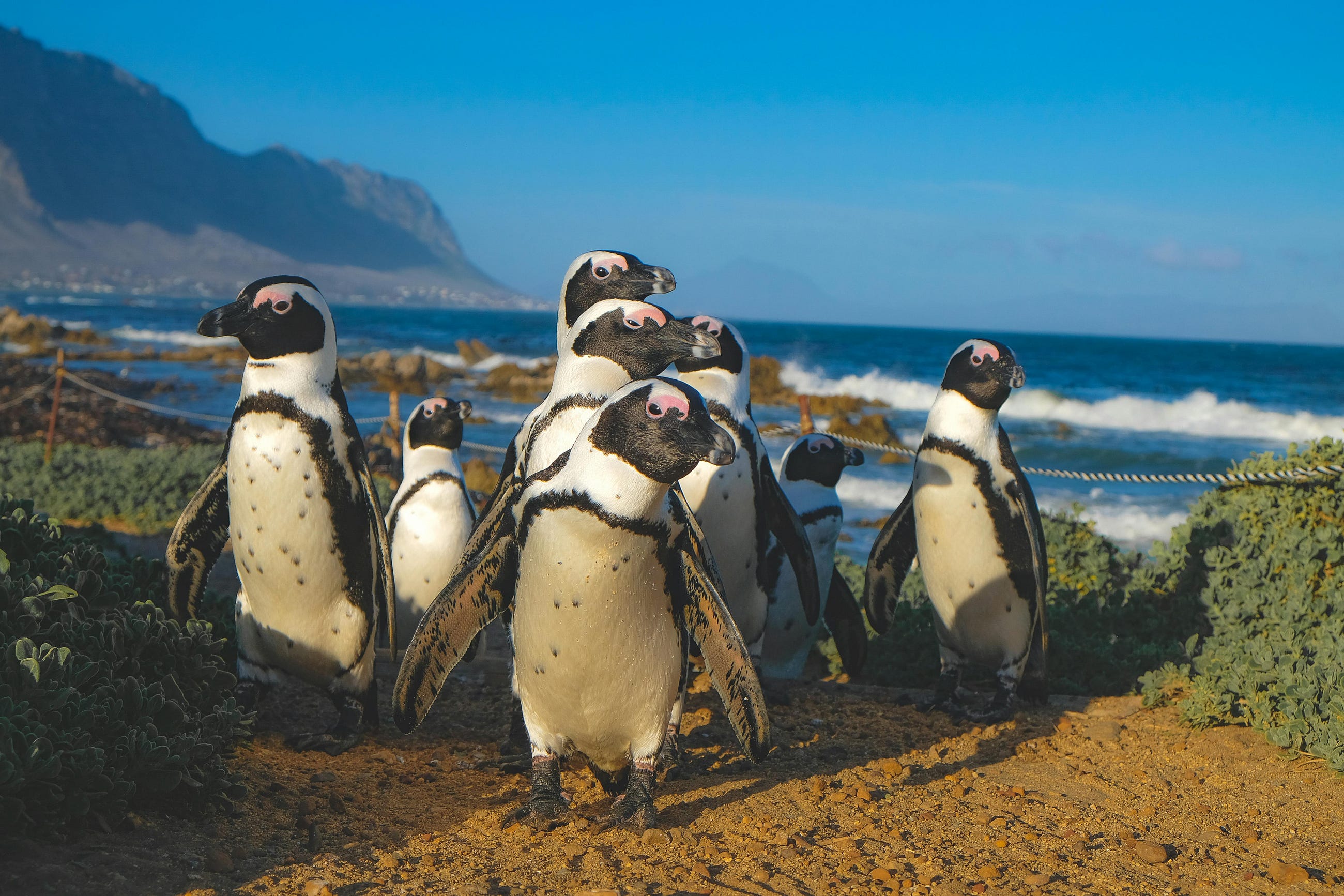 Linux Command Cheat-sheet: The Essentials !!