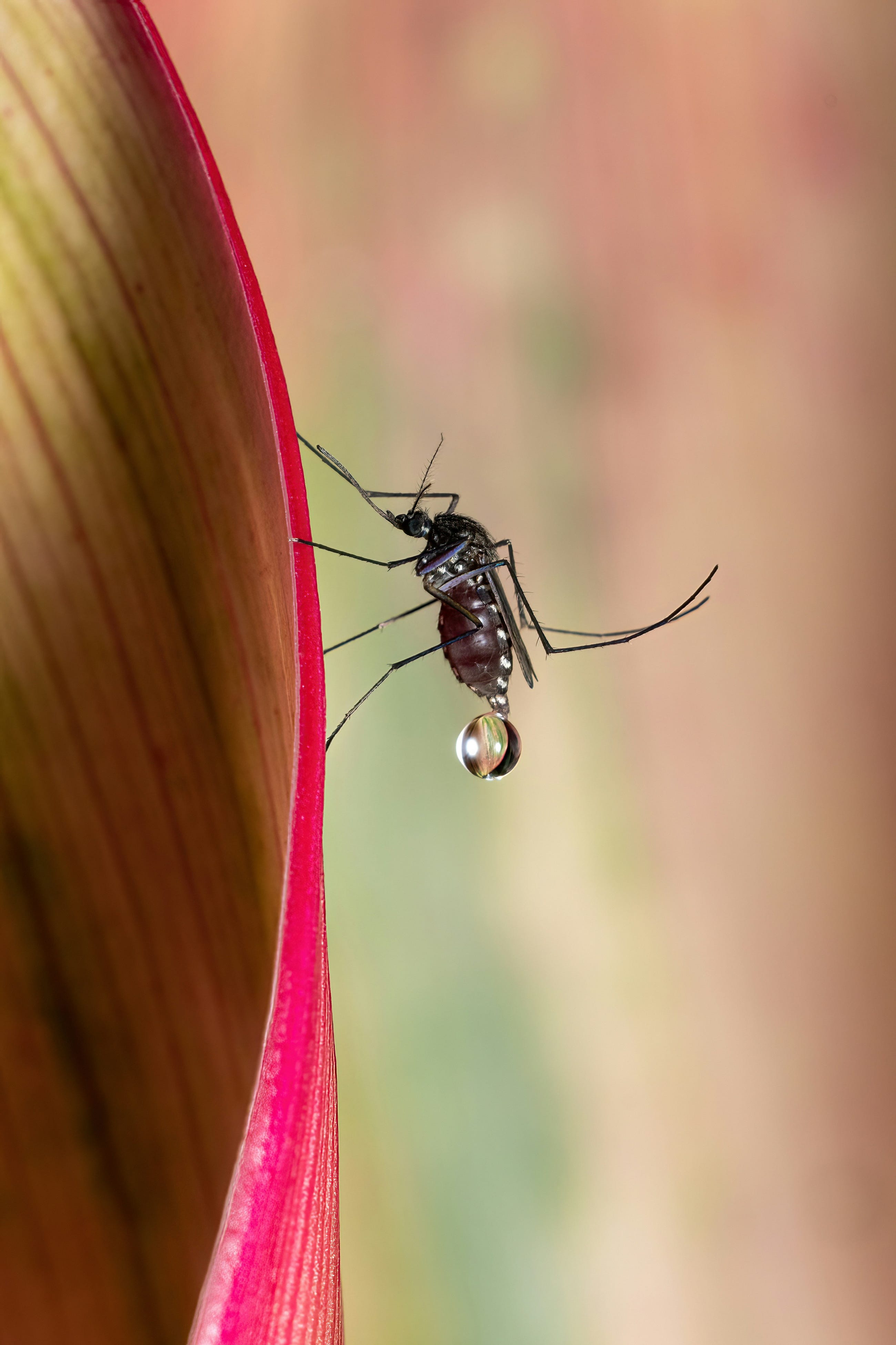 A Double-Edged Gene: The Genetic Secret of Survival in Malaria Endemic Zones