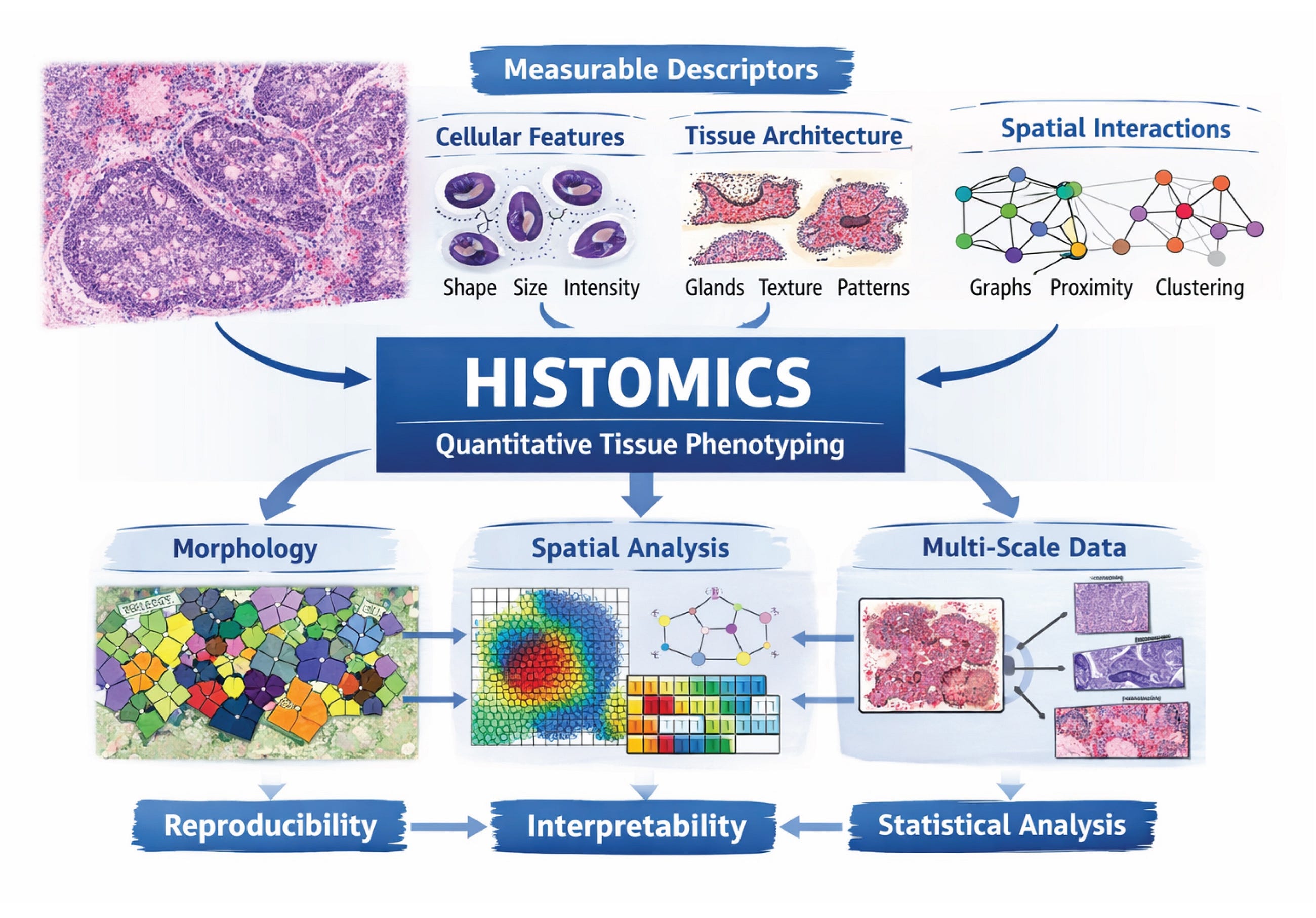 Phenotyping of Histology Imaging Data with Histomics