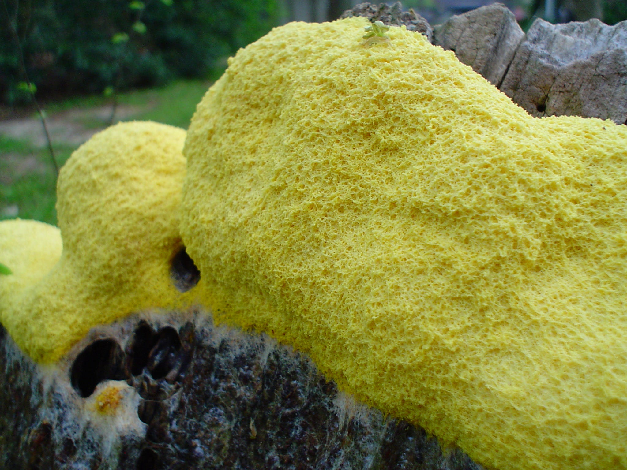Yellow Mold Removal And Remediation Restoration Pro Selection Medium