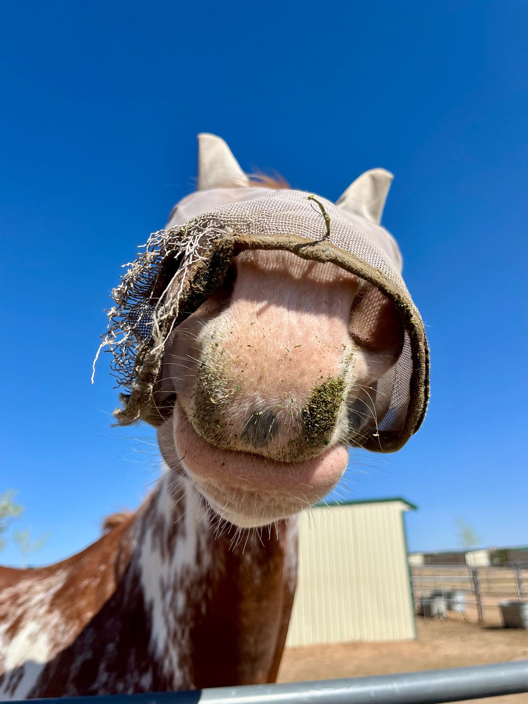 My Job Is Horse