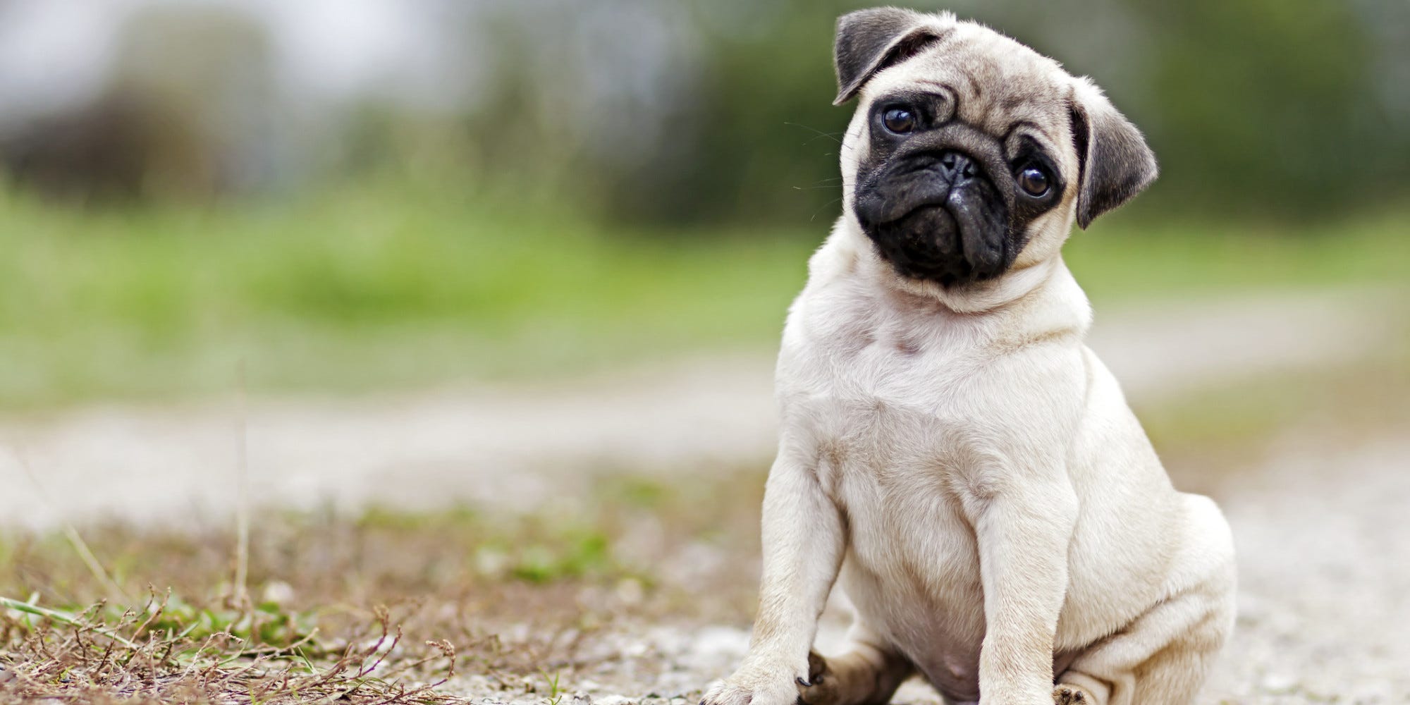 Getting started with Pug template engine – codeburst