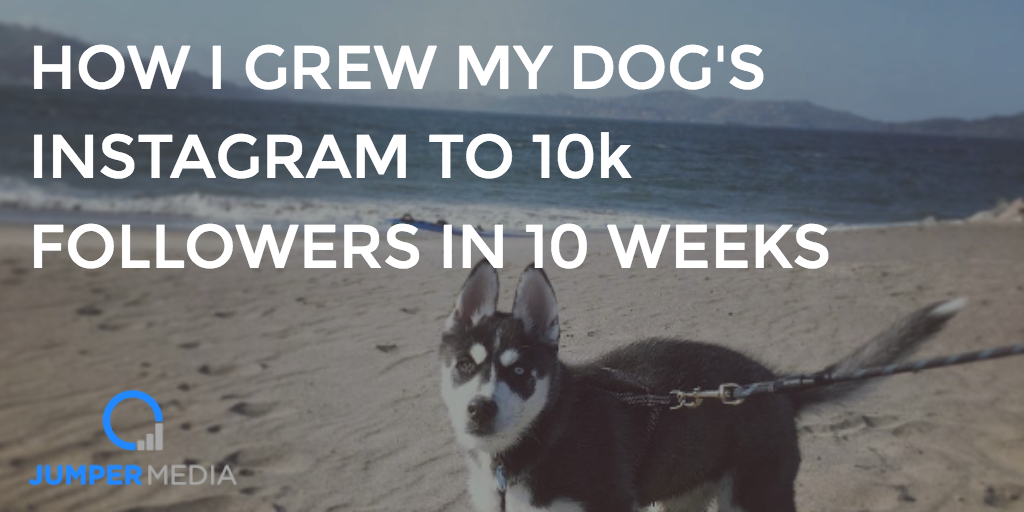  - get followers on instagram for dog