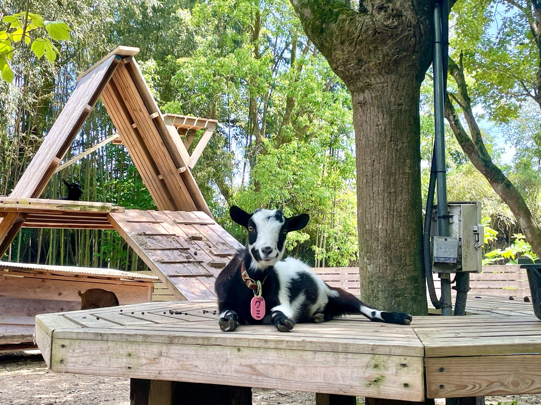 Goats don’t worry.