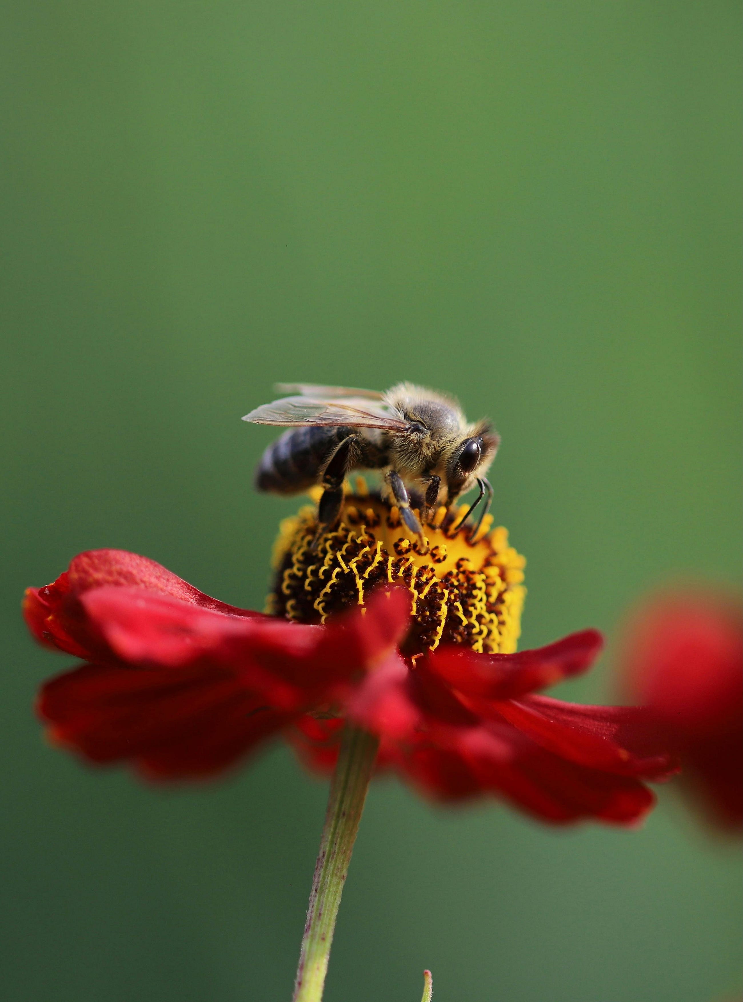 Earth Observation on Medium - Why Honeybees Don’t Burn Out (But Your Team Does)