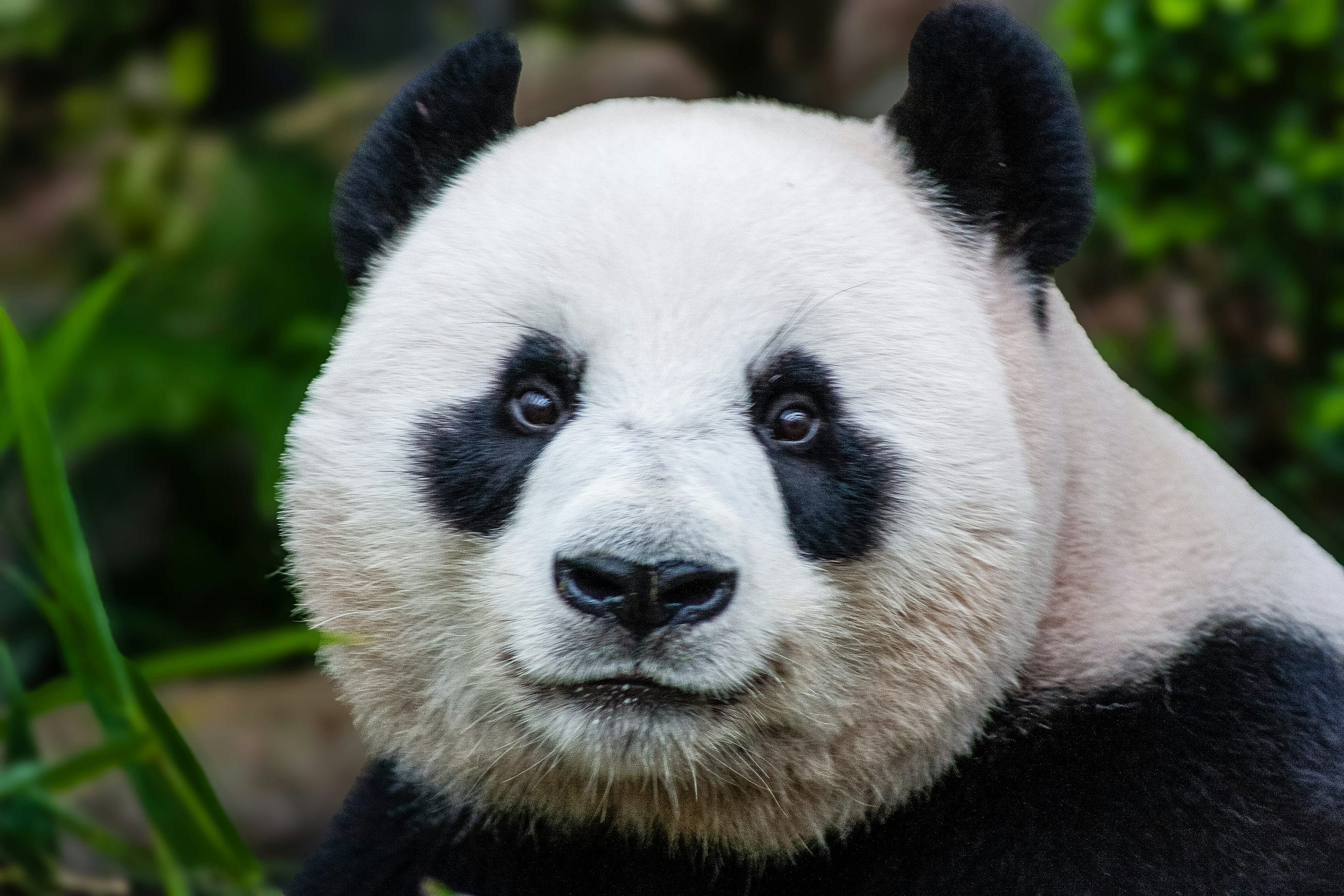Sorting Pandas DataFrames by the Index