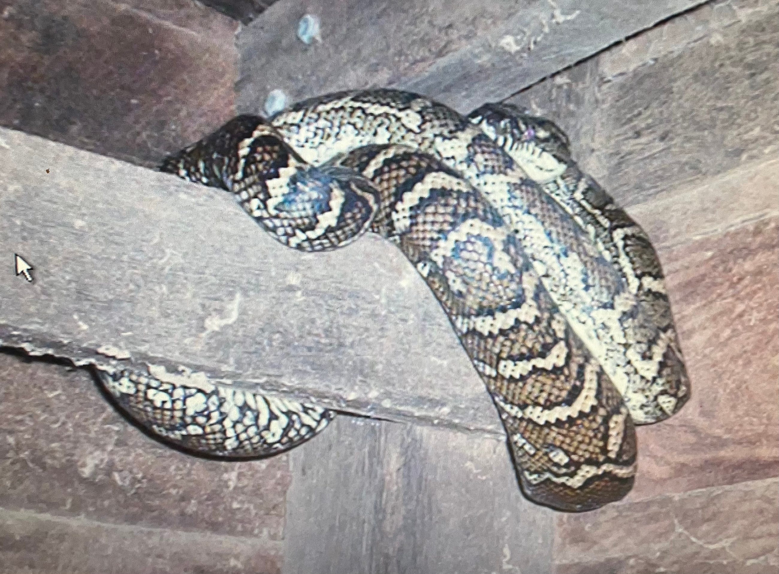 Pythons and me