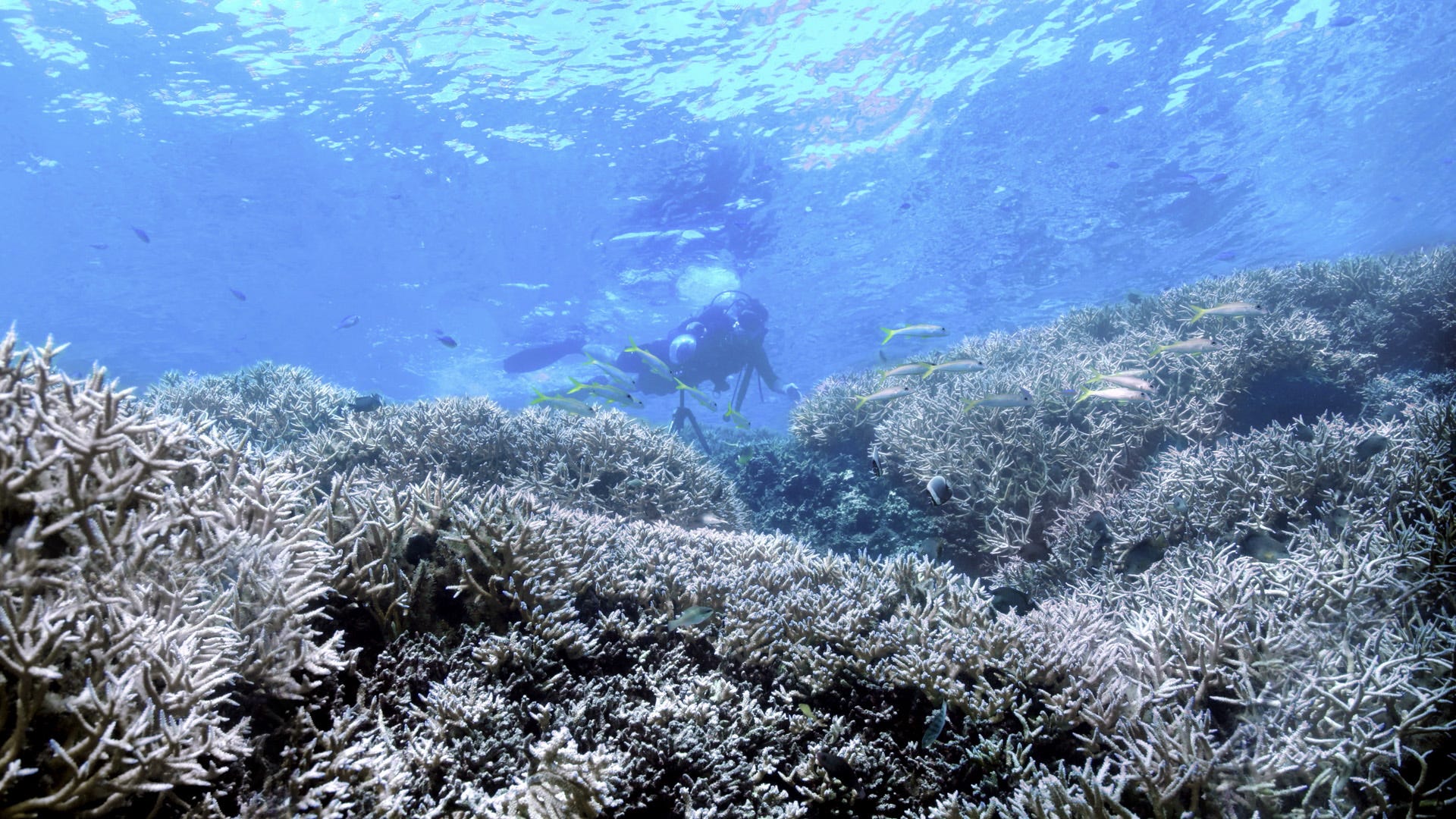 Why watching Chasing Coral on Netflix can help save the planet