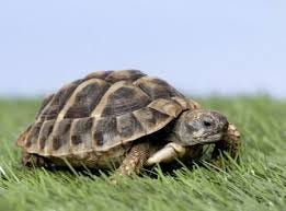 the turtle is a slow animal but with a long lifespan