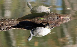 grey turtle sitting on brown log in a pond, looking at its reflection in the water