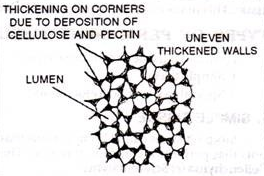 collenchyma tissue