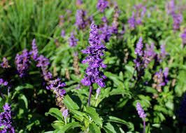 The Natural Mystery: Will Salvias Come Back?