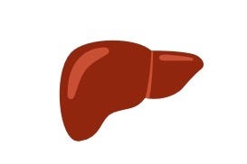 Liver organ