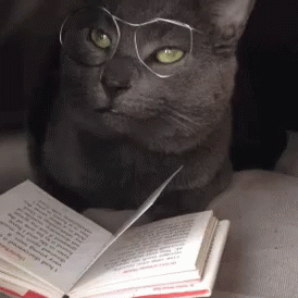 #pratodosverem um gato cinza de óculos "lendo"um livro